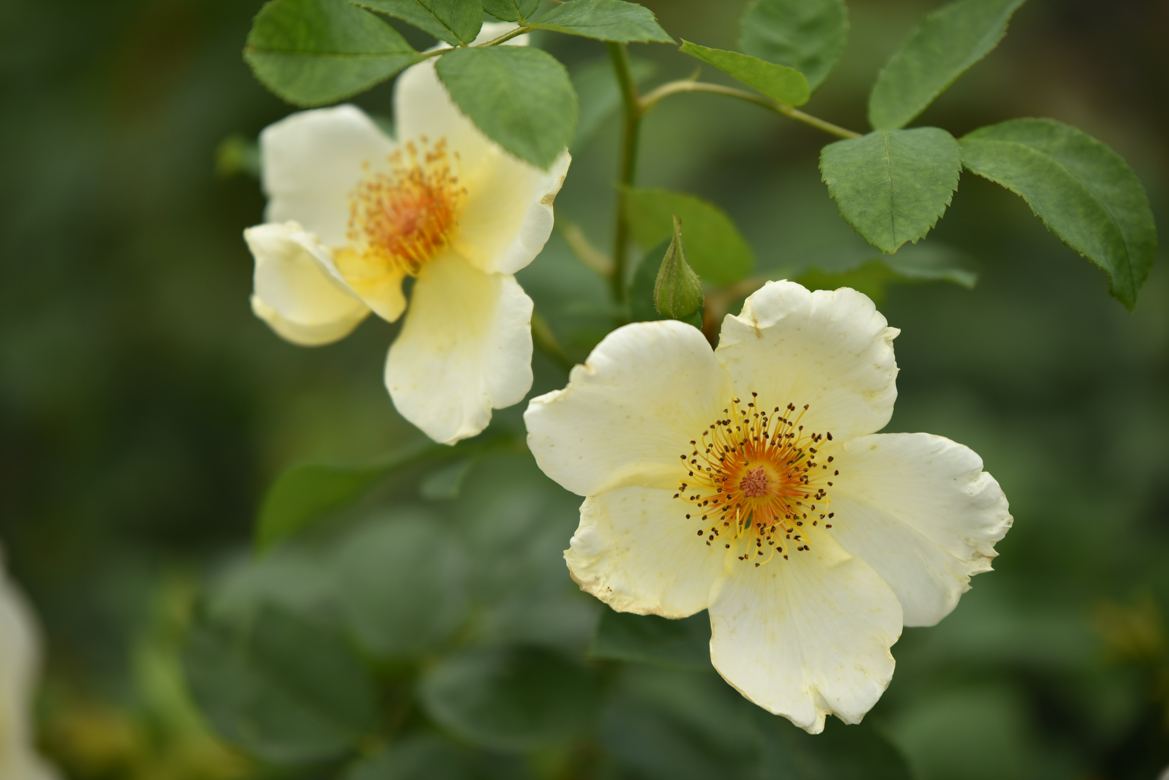 Due fiori con petali giallo pallido e centri arancioni che fioriscono tra foglie verdi