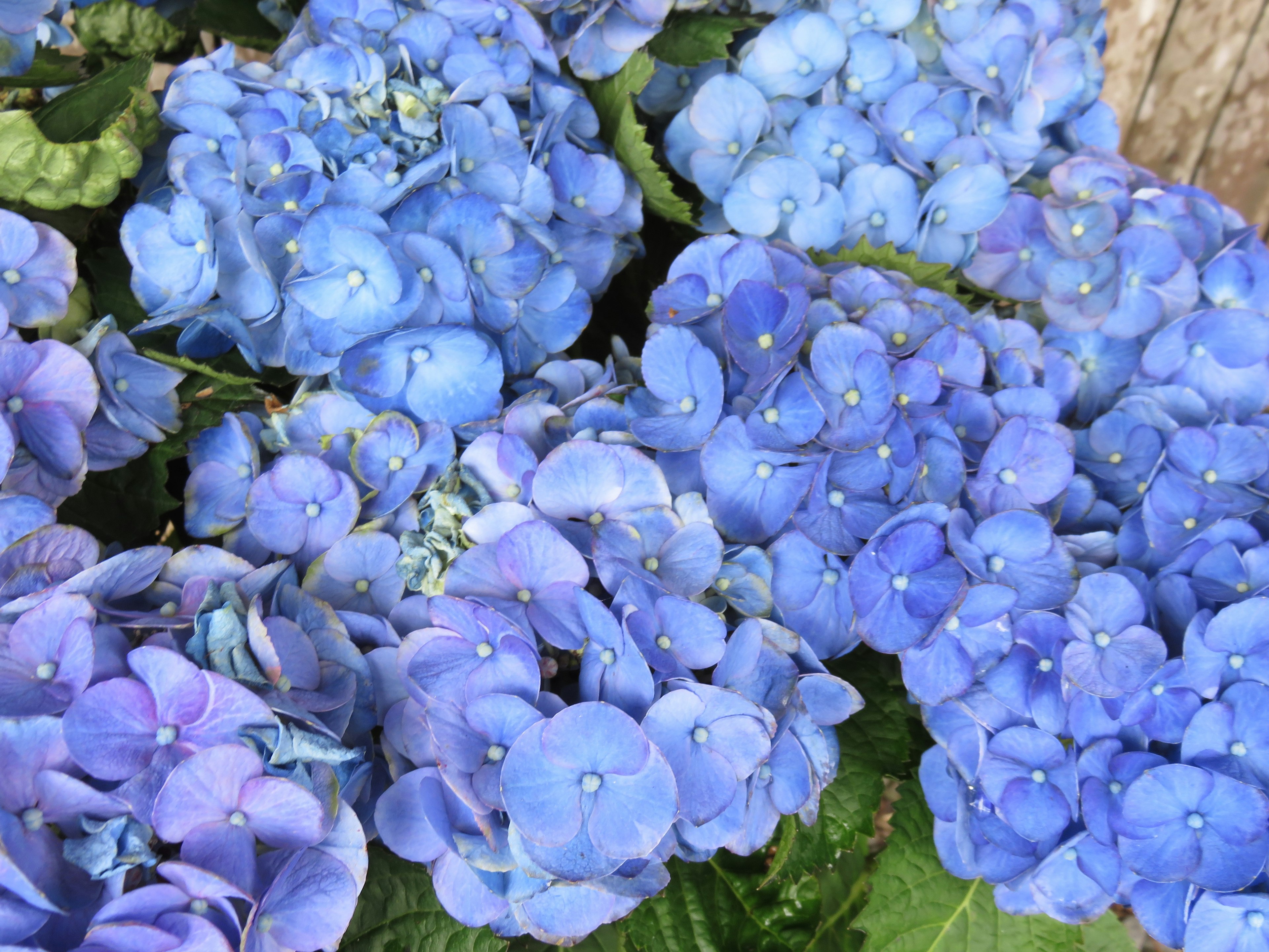 Racimo de flores de hortensia azules en flor