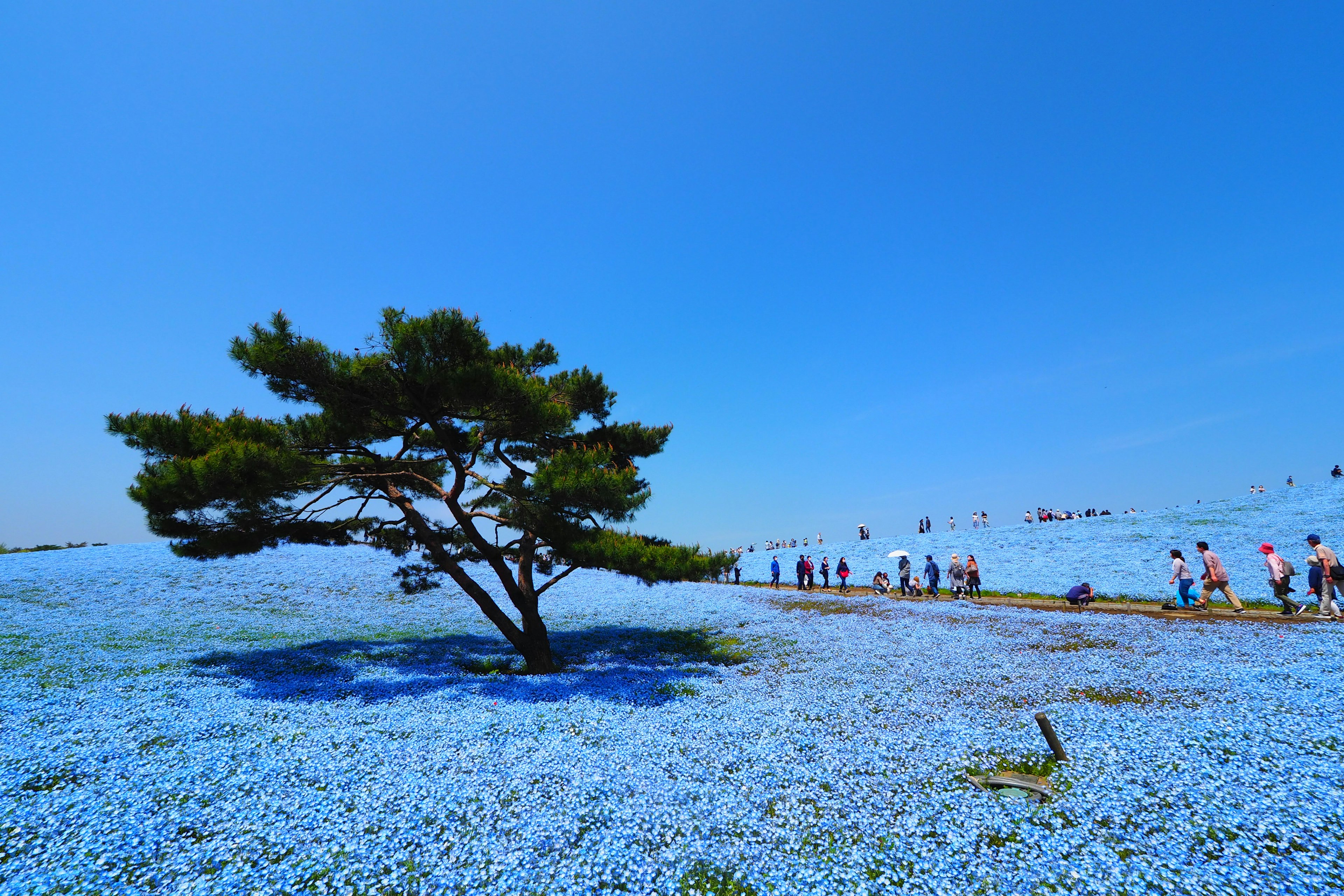 Ein einzelner Baum steht in einem Meer aus blauen Blumen mit Besuchern