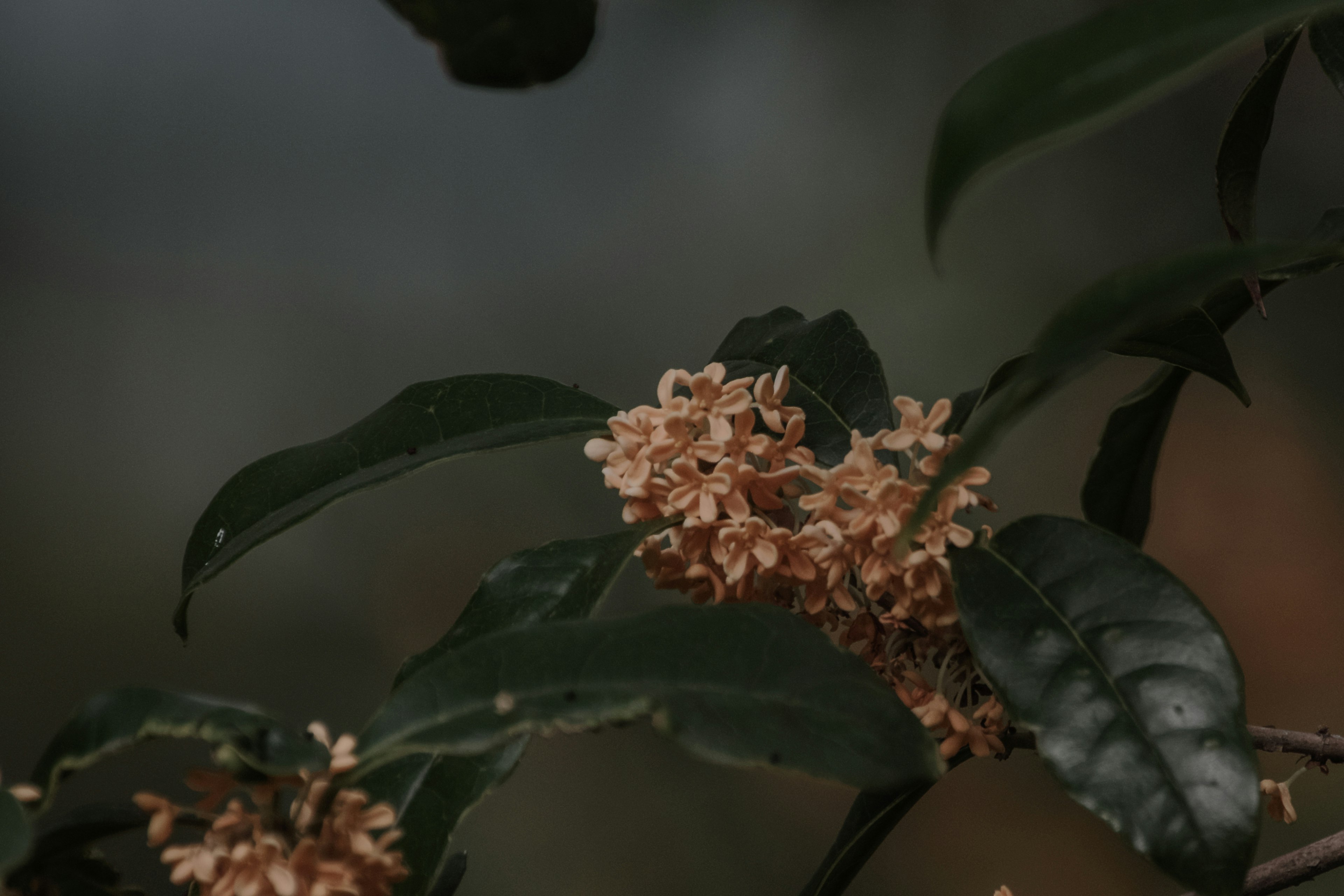 Gros plan sur des fleurs jaunes et des feuilles vertes sur fond sombre