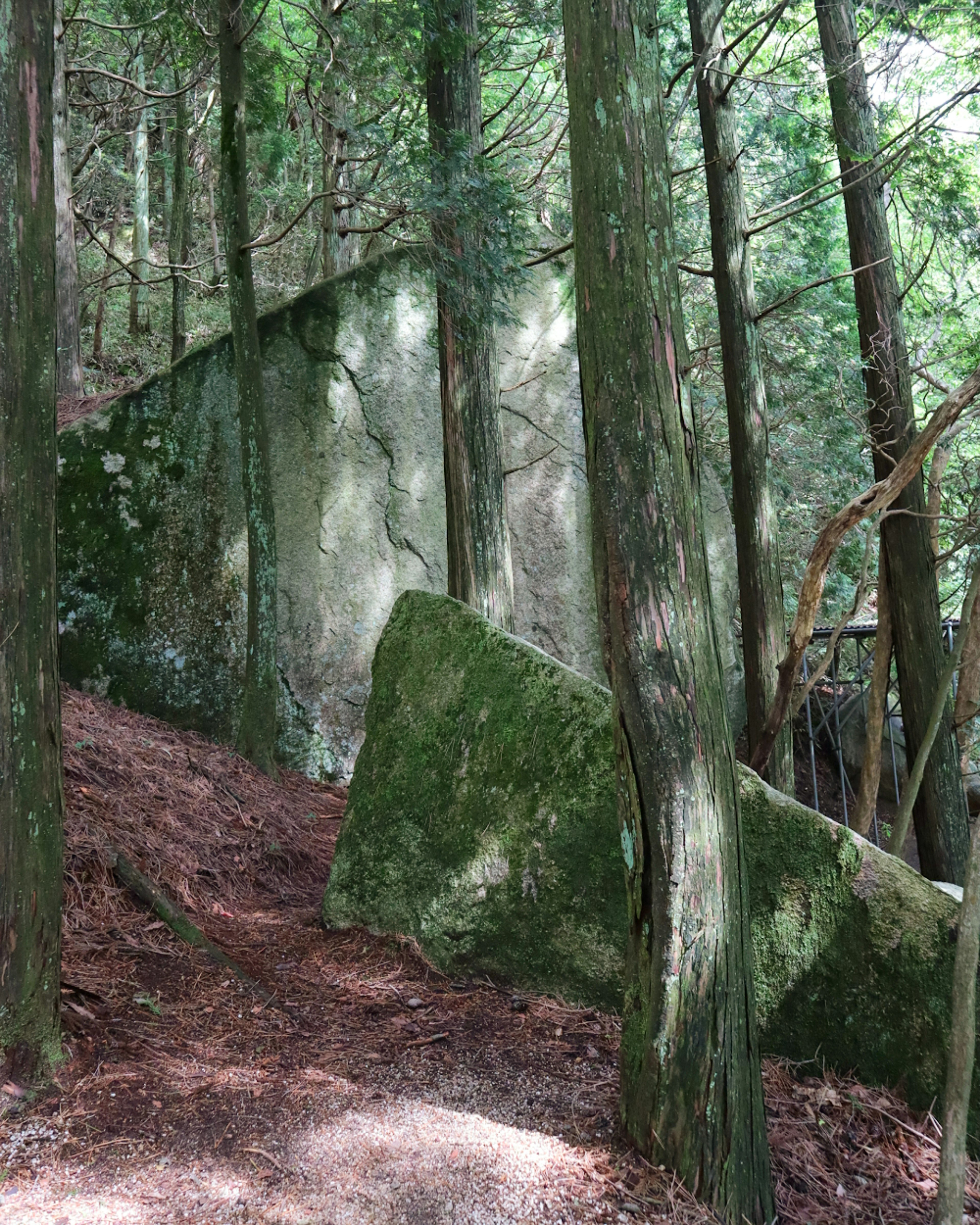 森の中にある大きな岩と木々の風景