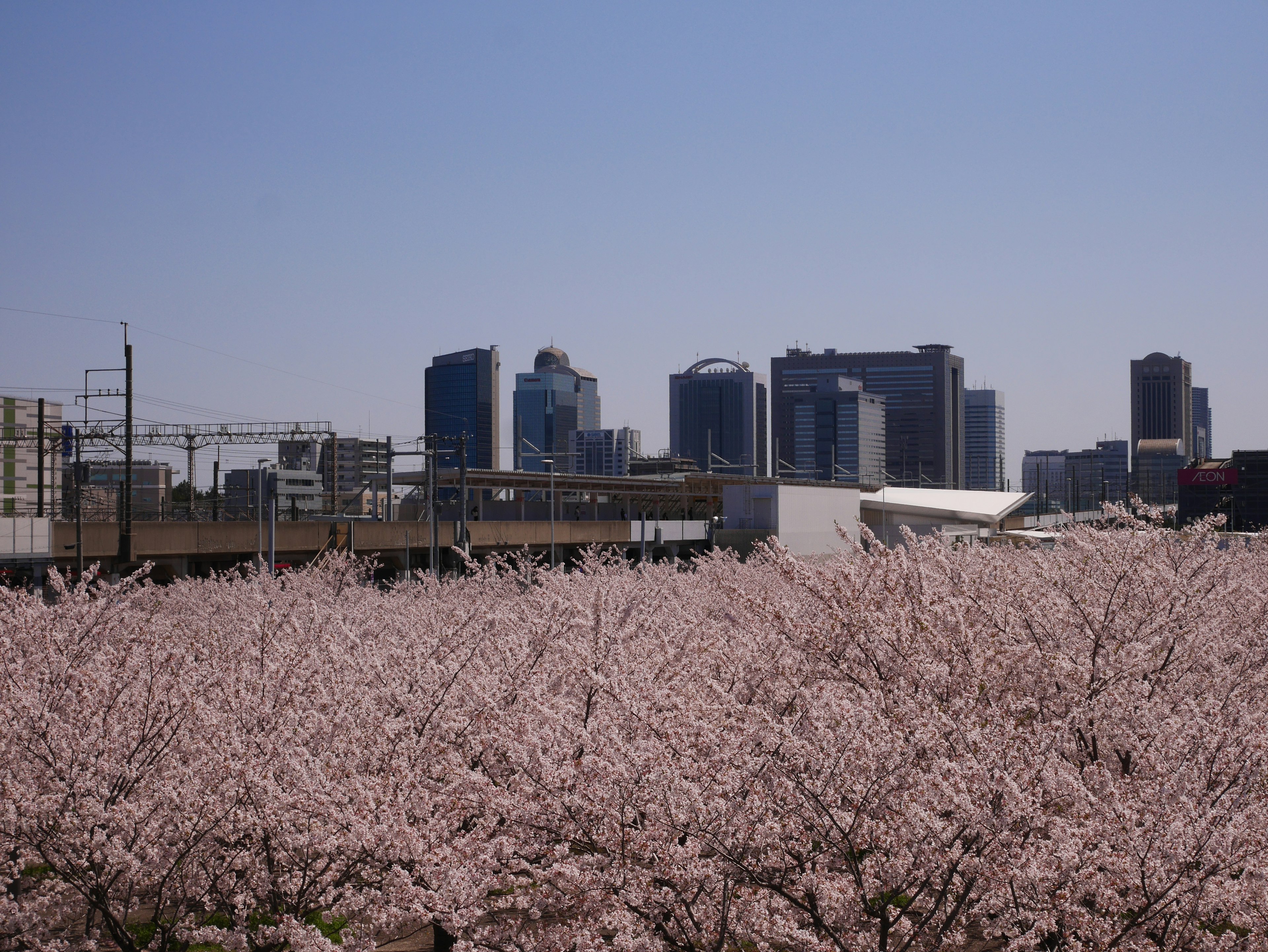 Cherry blossoms in bloom with a city skyline