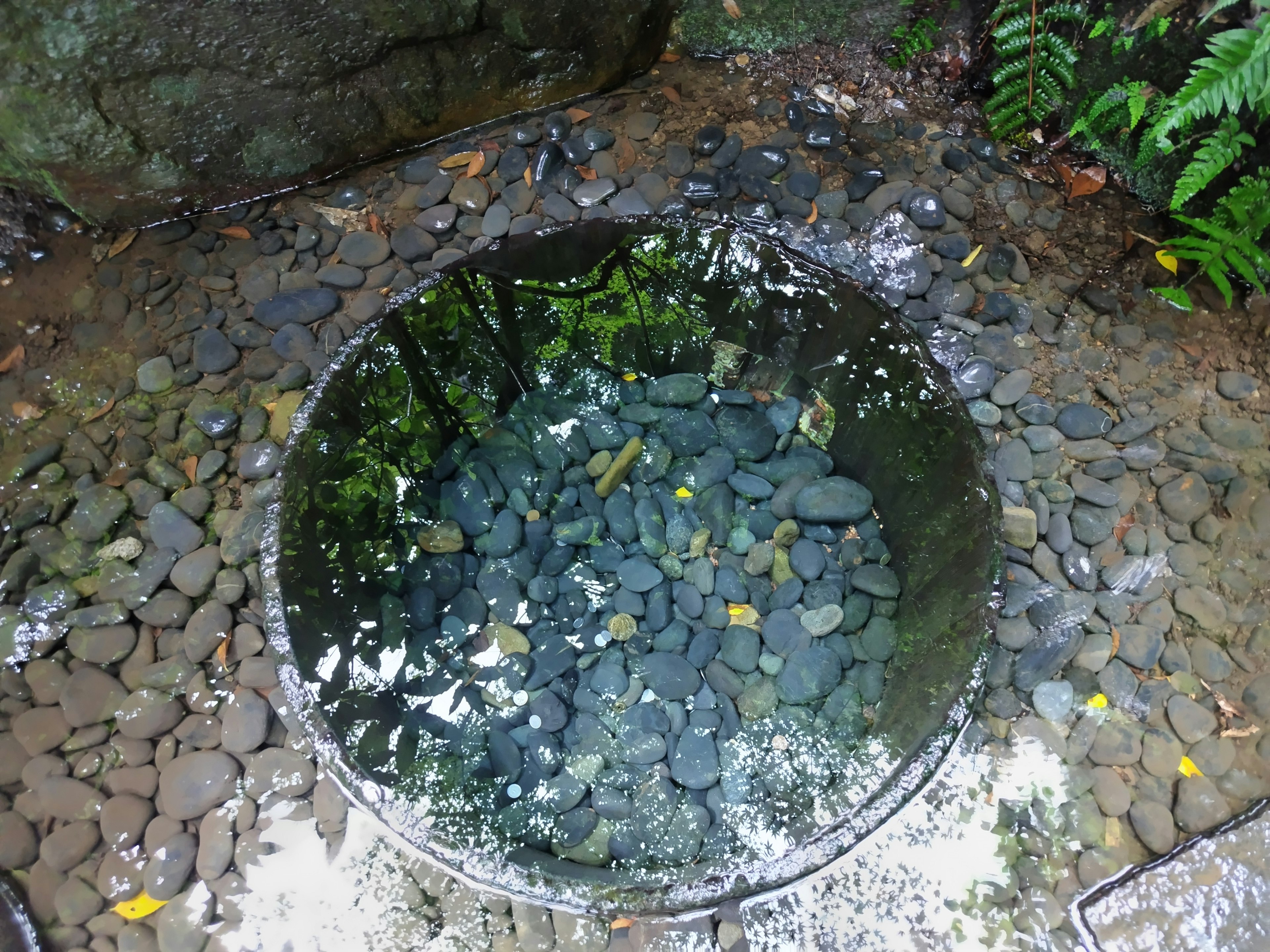 Circular pond reflecting green leaves and stones