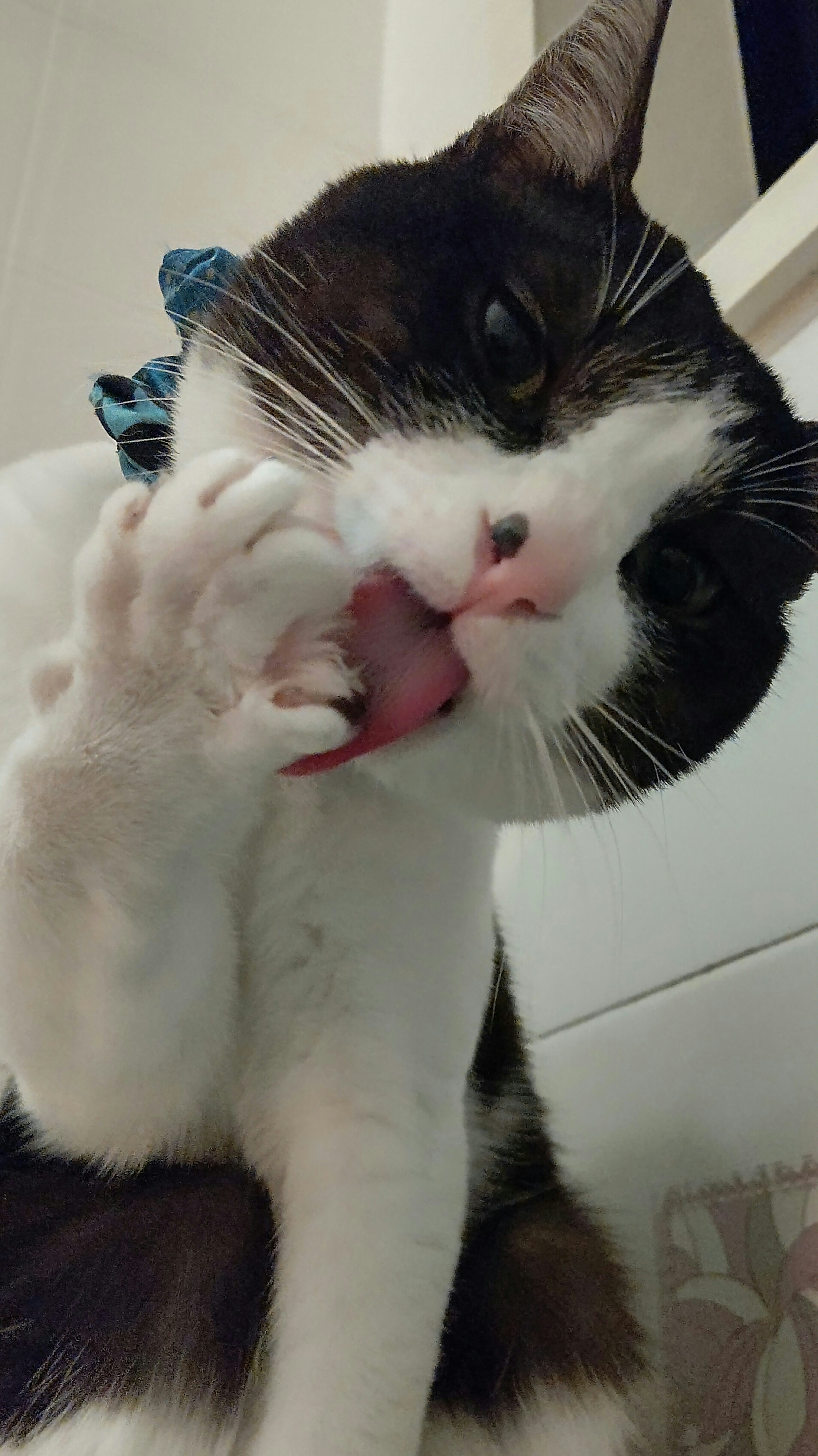 Cat grooming its paw while wearing a blue bow