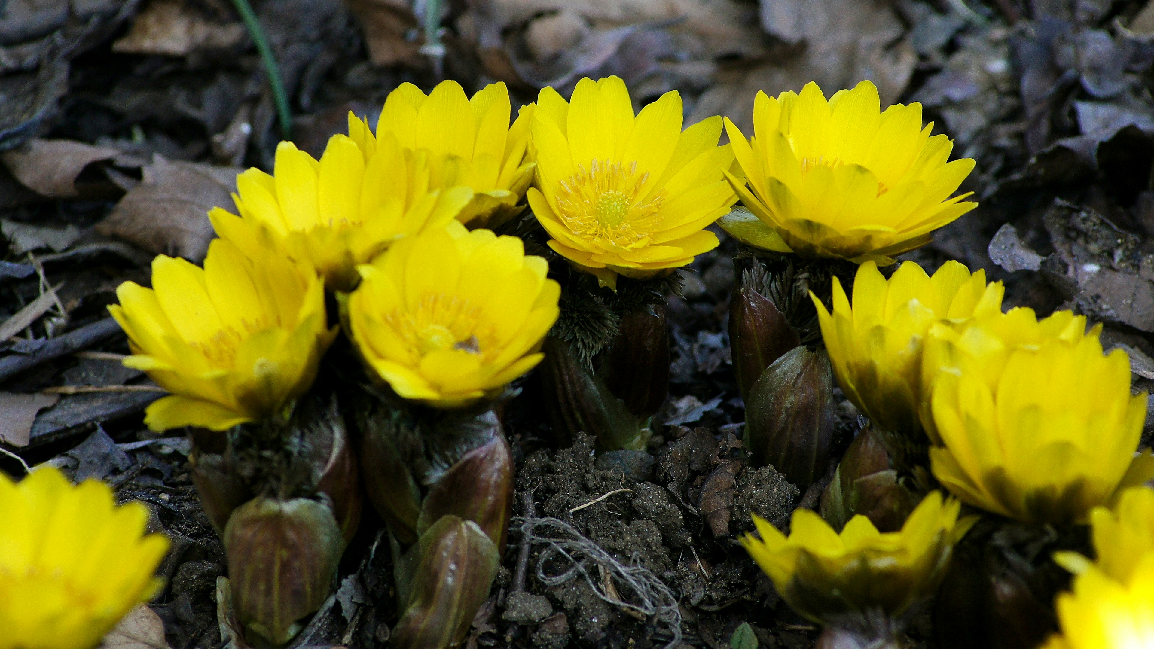 Un gruppo di fiori gialli brillanti che sbocciano in un ambiente naturale