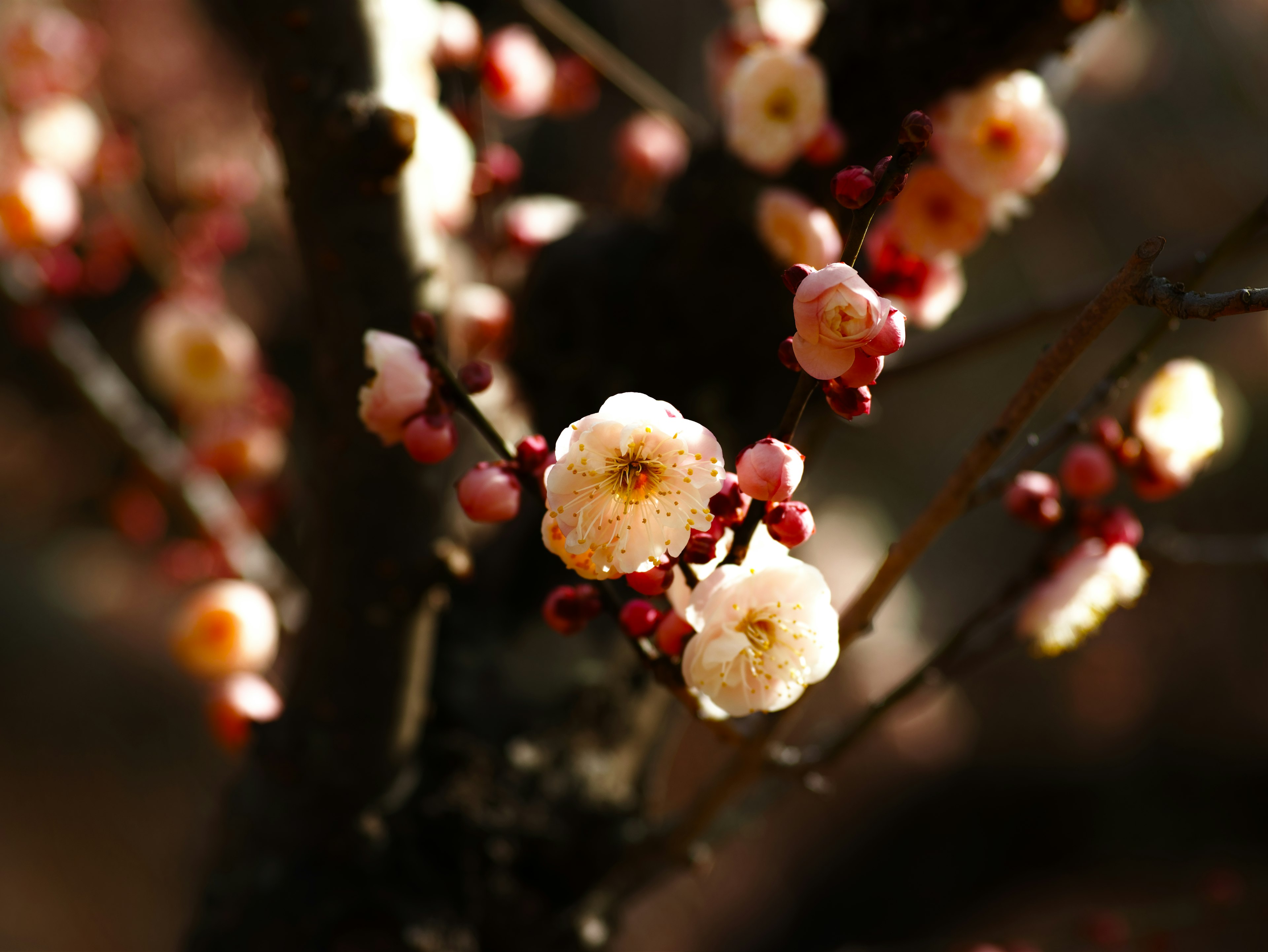 梅の花が咲いている枝のクローズアップ