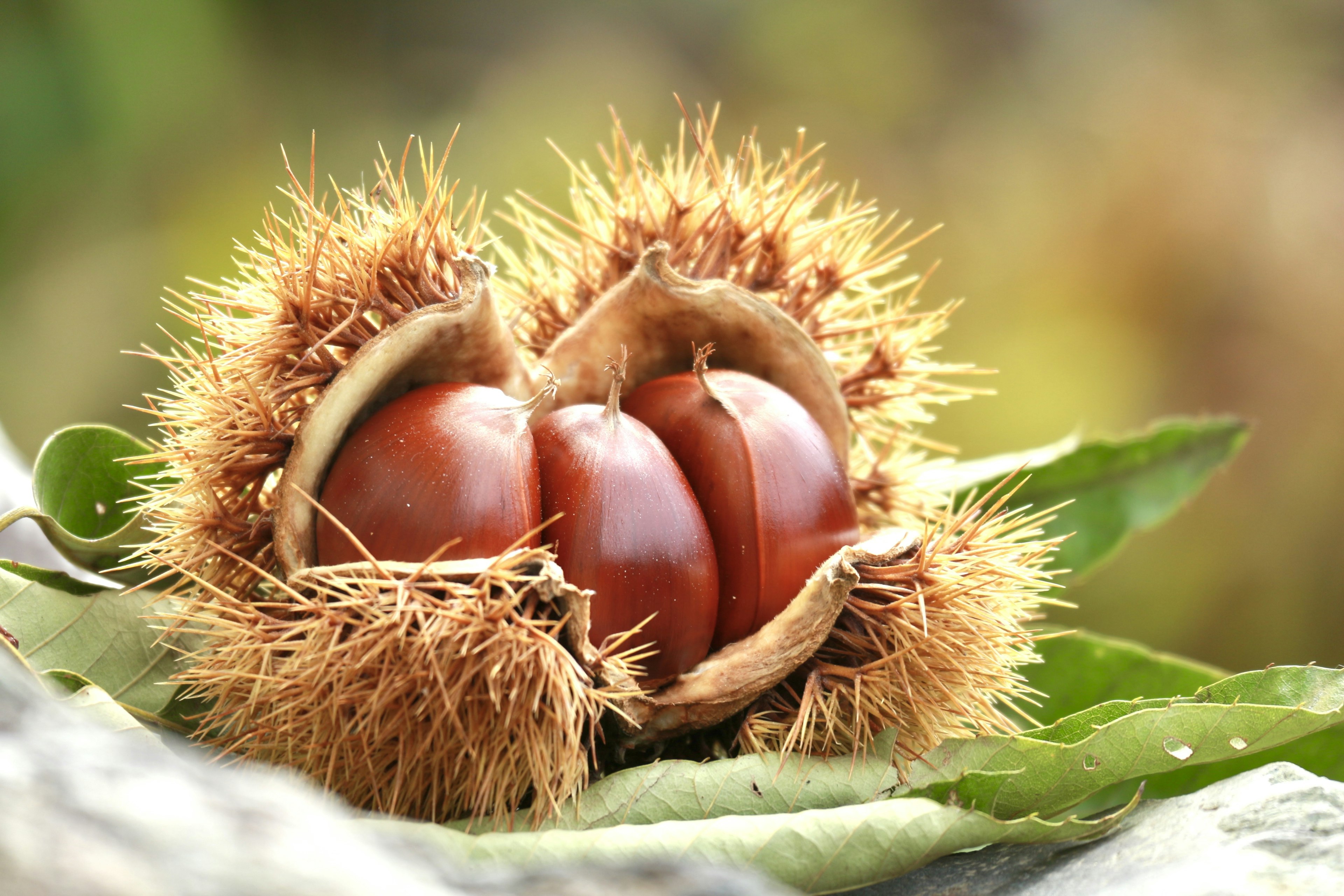 Open chestnut burr revealing shiny brown nuts surrounded by green leaves