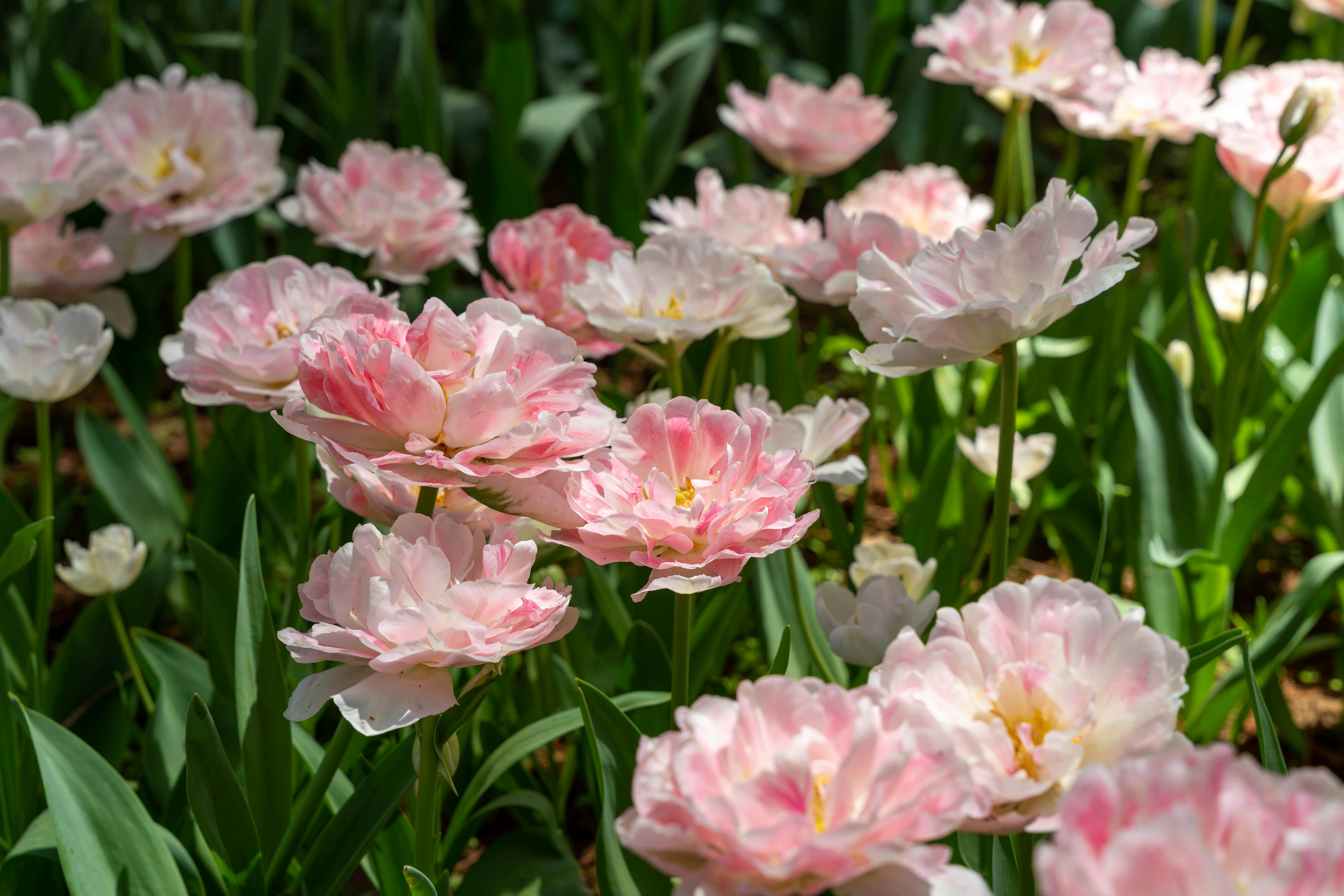 Un giardino pieno di tulipani rosa in fiore