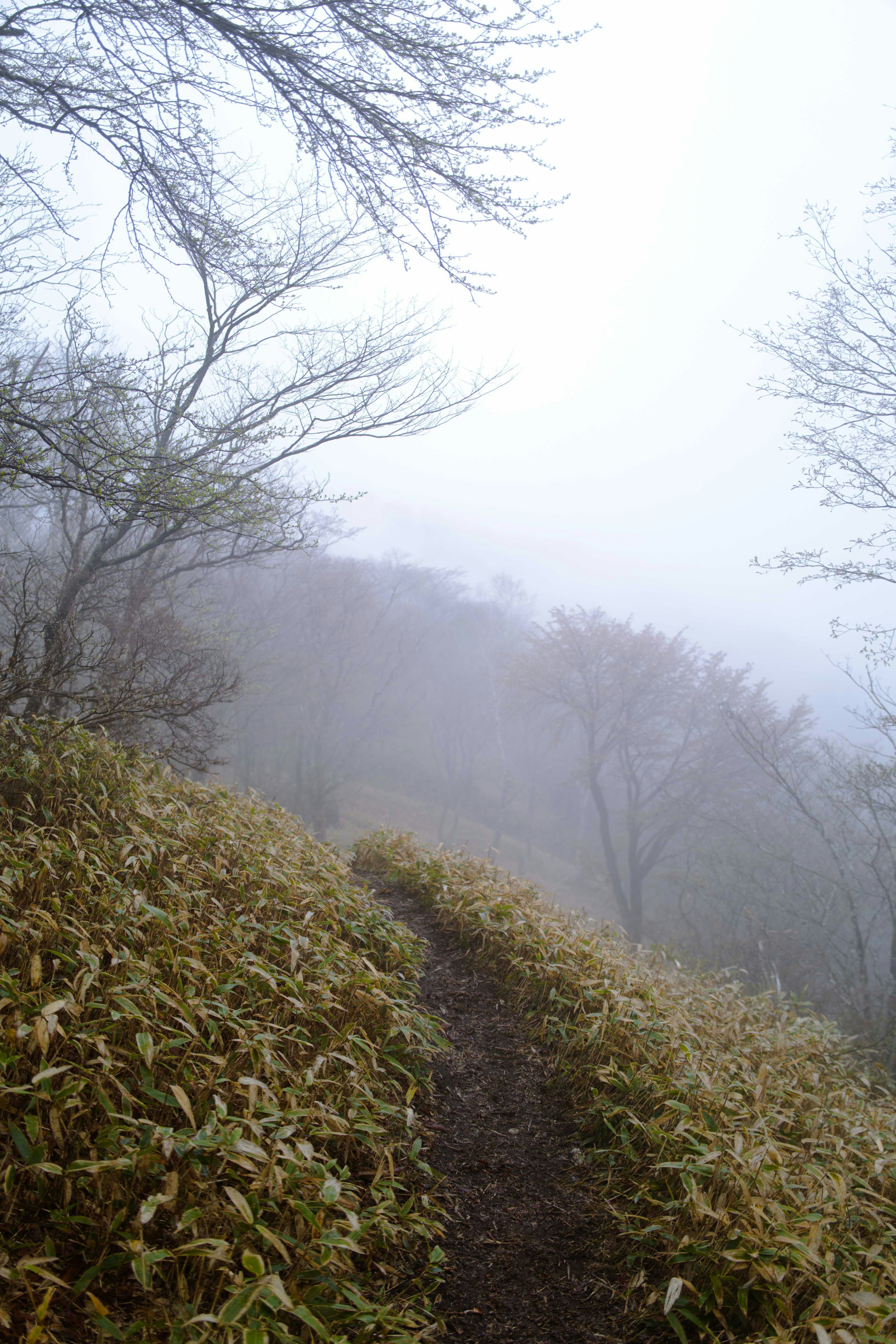 霧に包まれた山道と枯れた草の景色