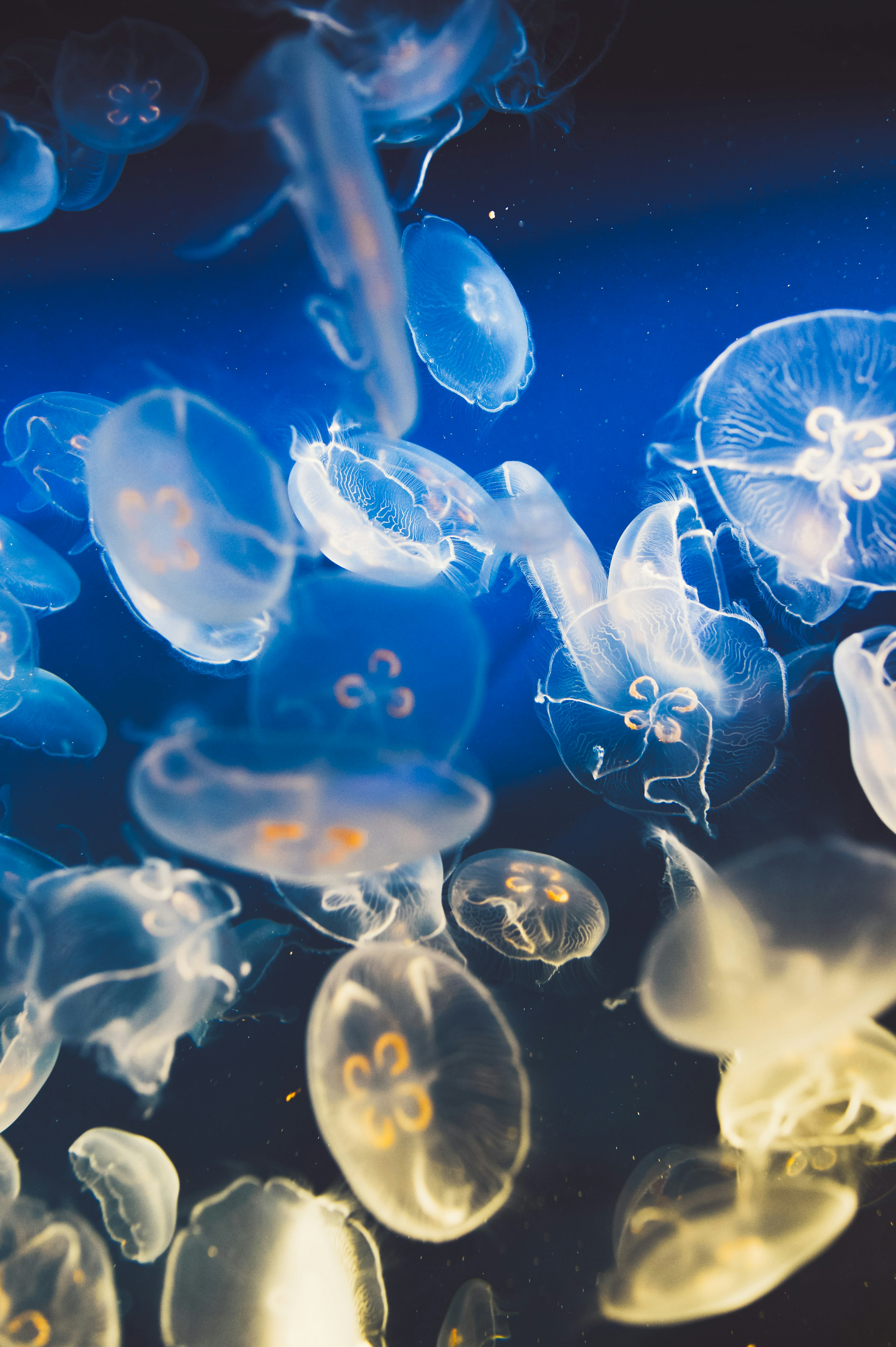 青い背景に浮かぶ透明なクラゲの群れ