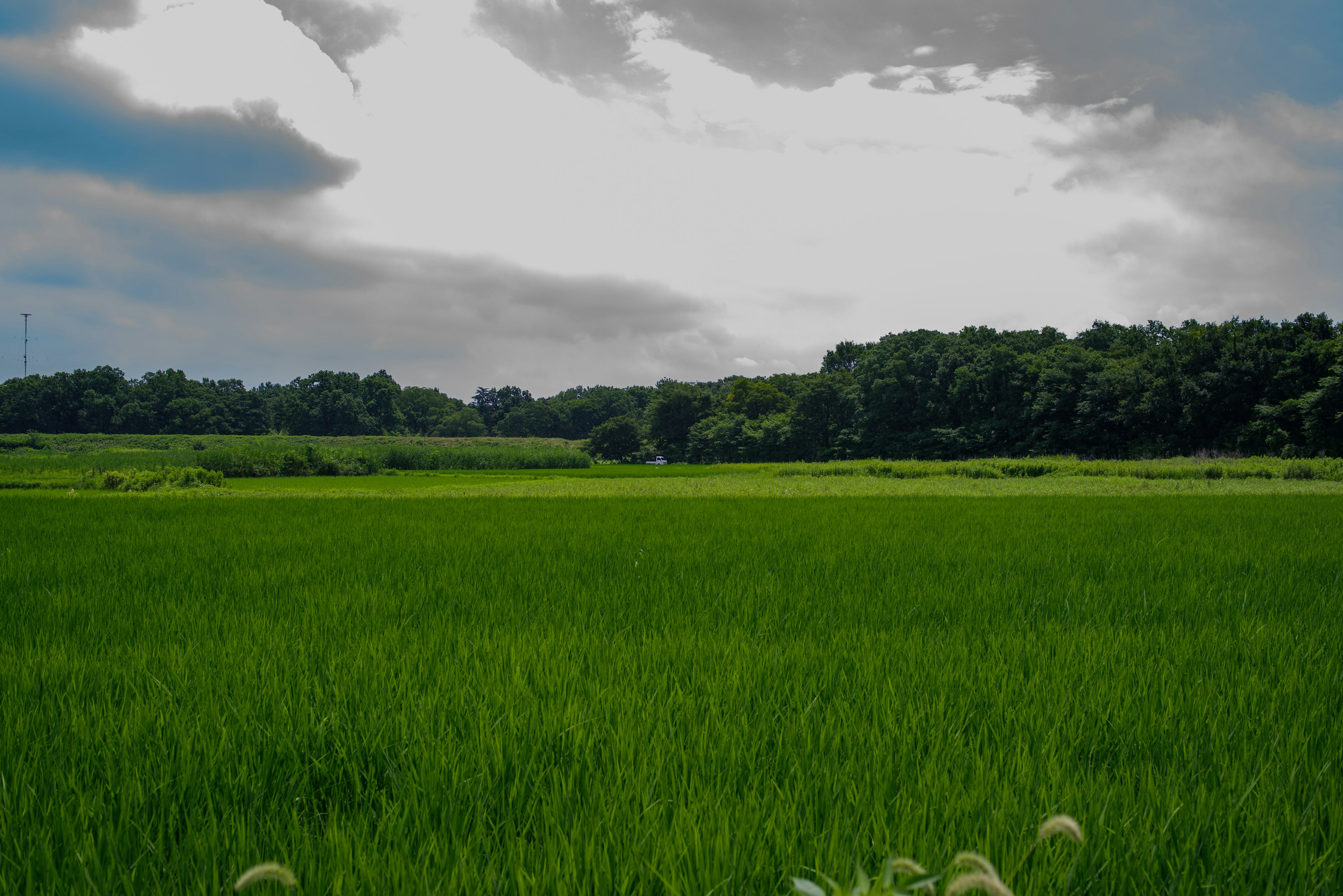 Üppiges grünes Reisfeld mit Wald im Hintergrund unter einem bewölkten Himmel