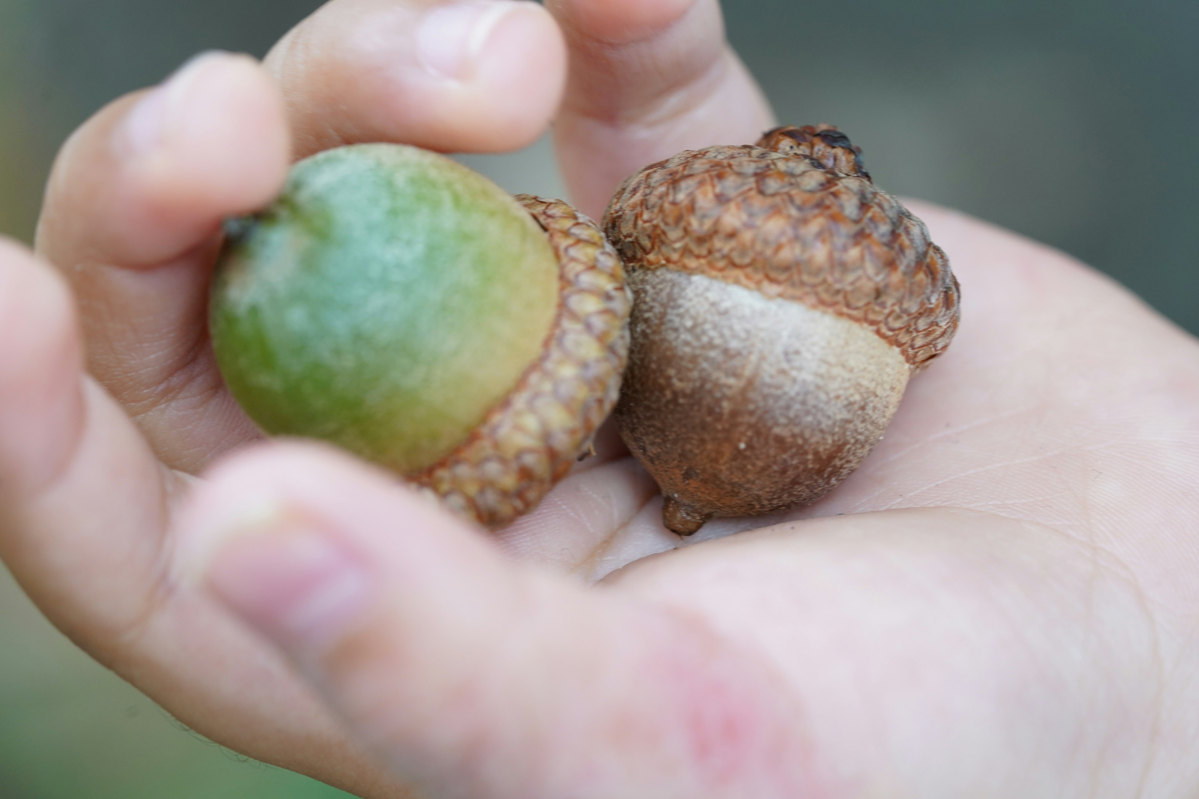 Two acorns in a hand one green and one brown