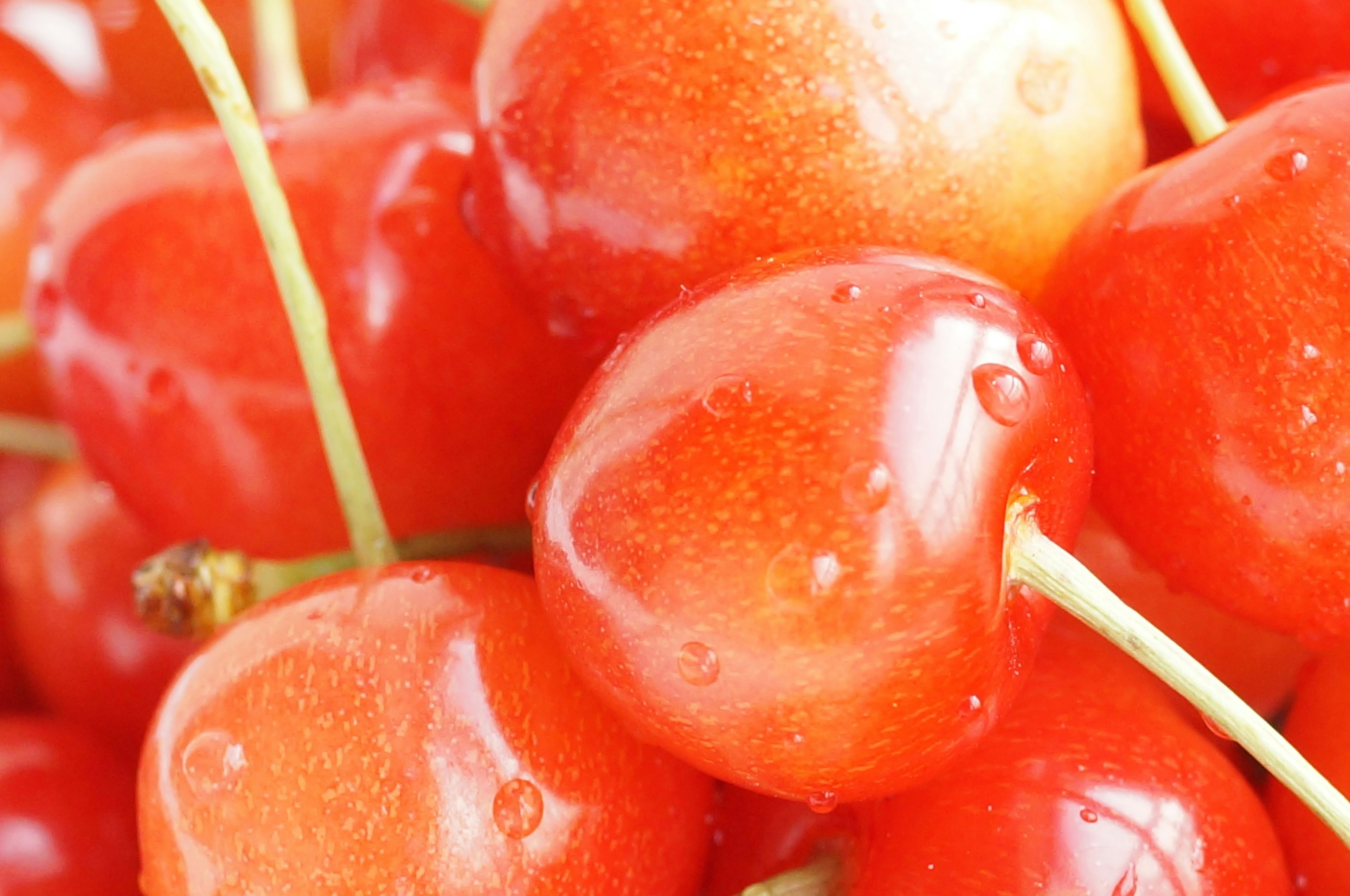 Raggruppamento di ciliegie rosse vivaci con gocce d'acqua