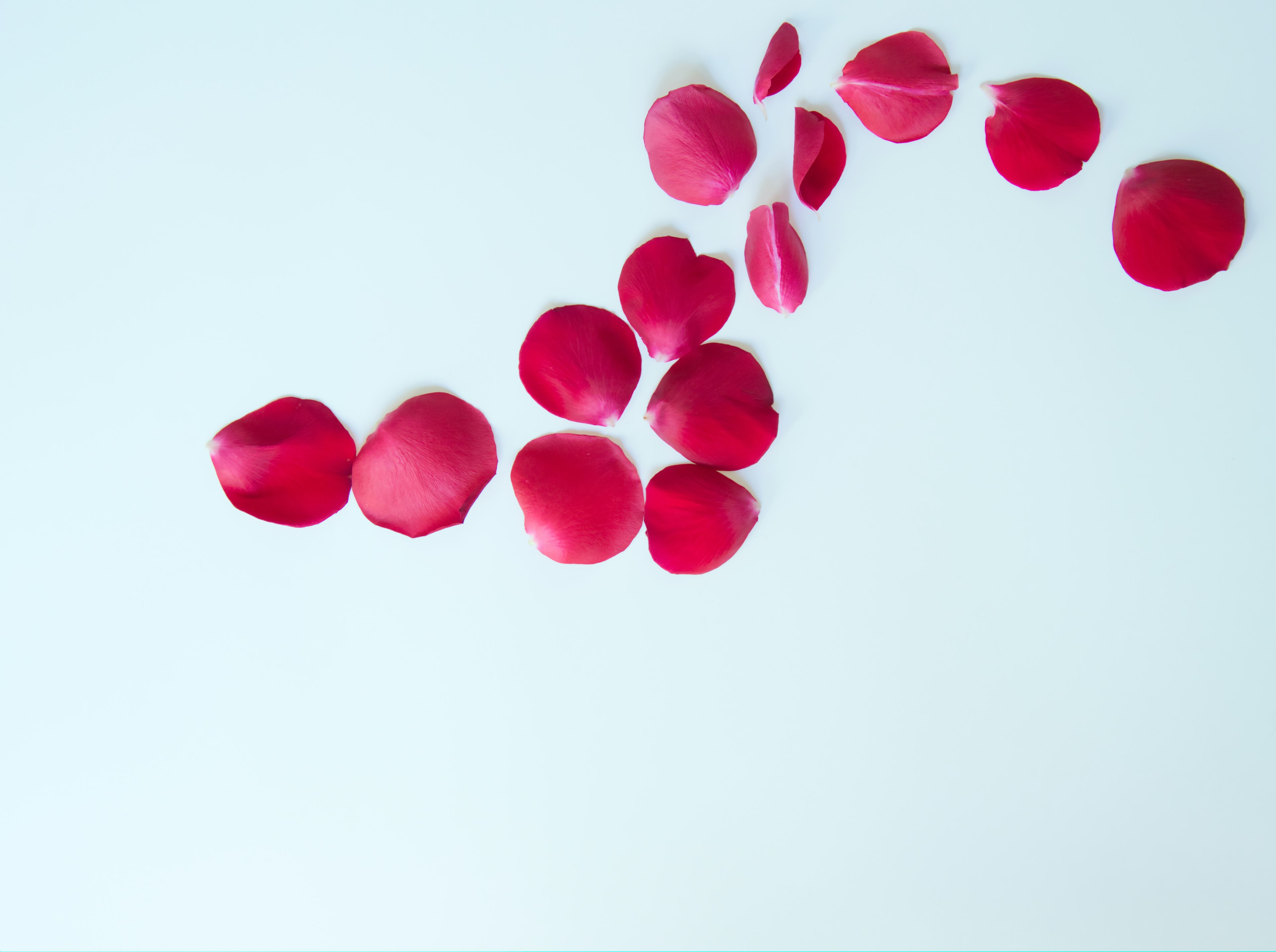 Scattered red rose petals on a white background creating a simple and beautiful design