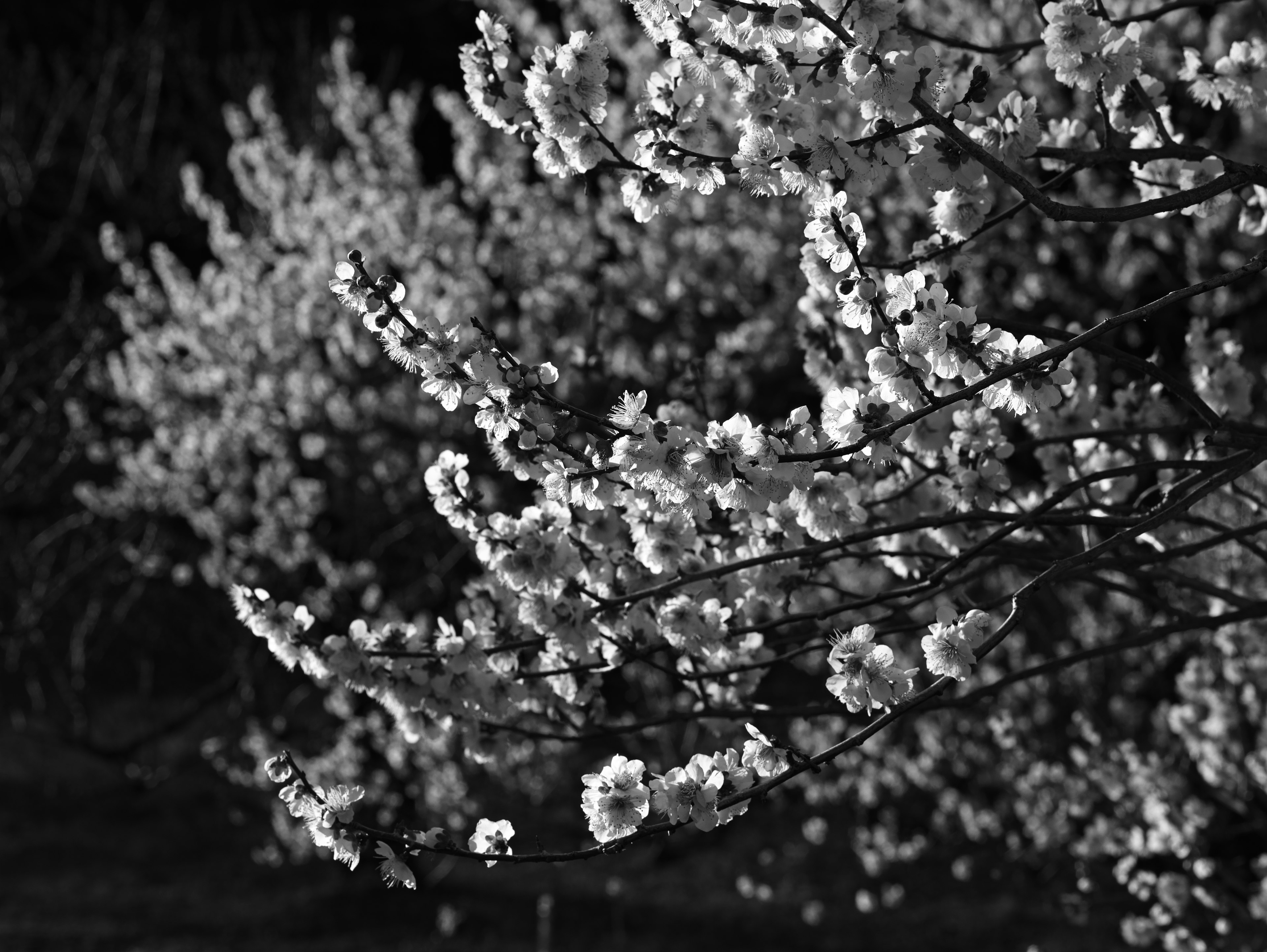 Branches of flowering trees with white blossoms against a dark background