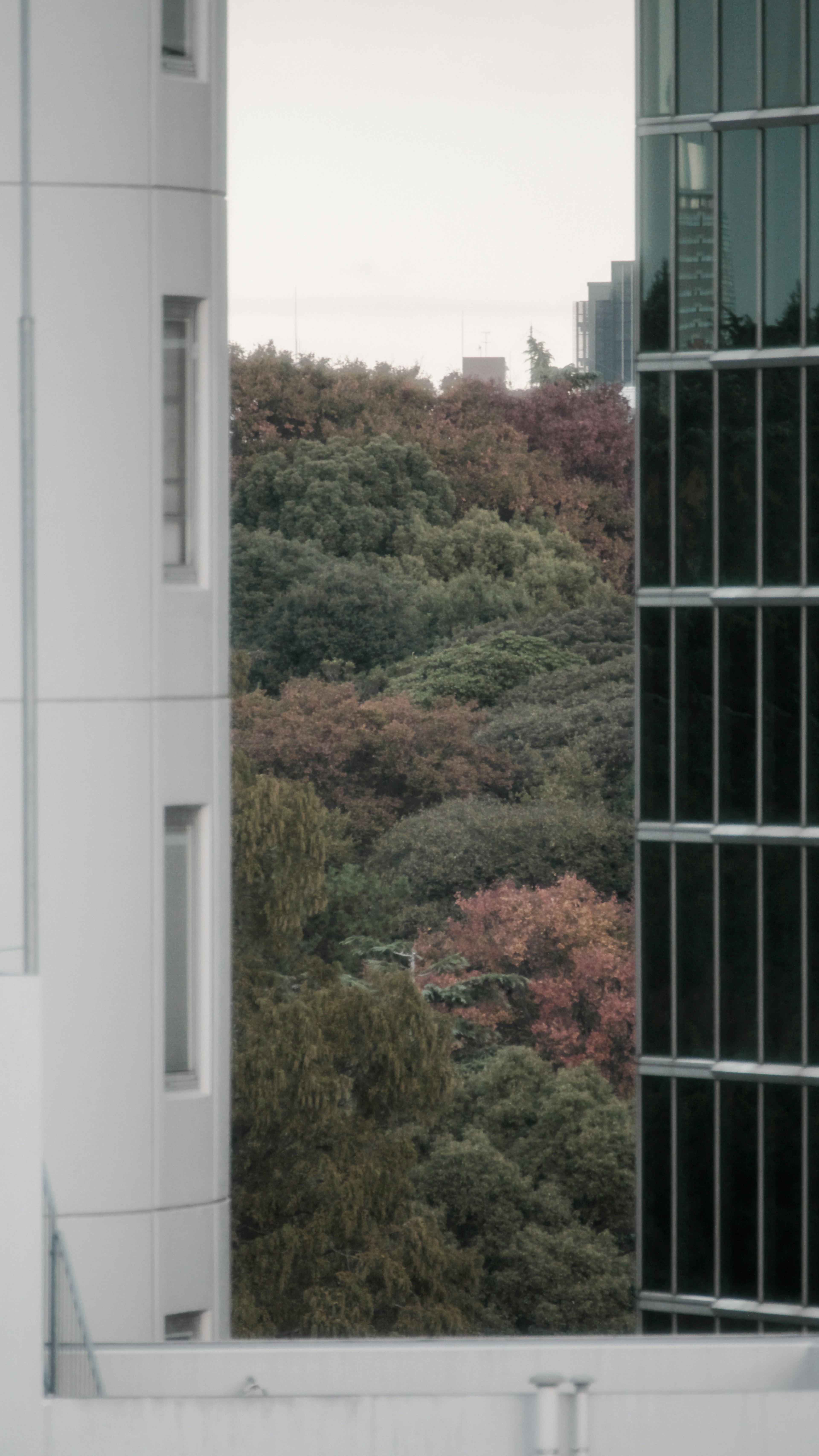 白い建物とガラスのビルの間に見える秋の風景