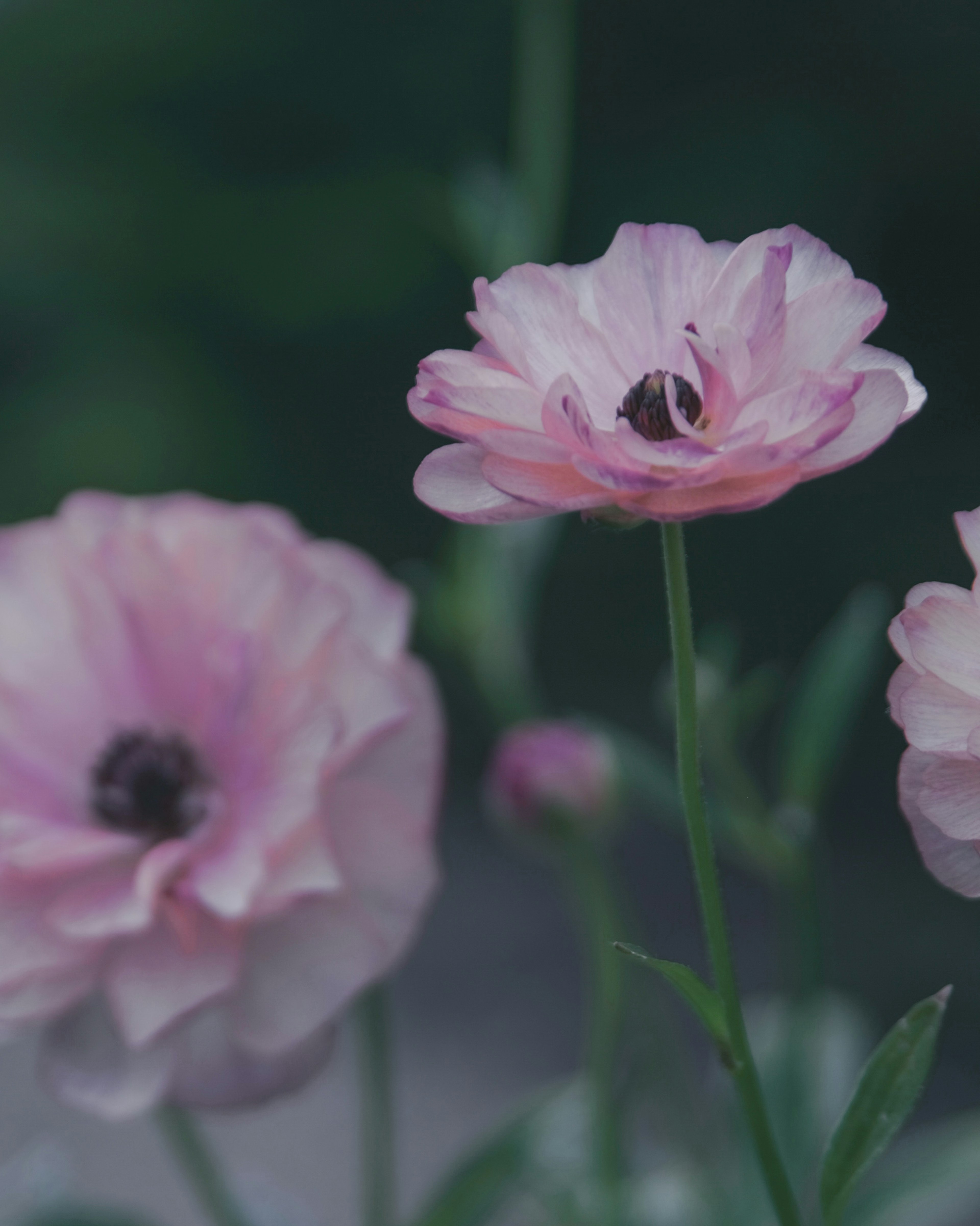 粉色花朵盛开，花瓣细腻