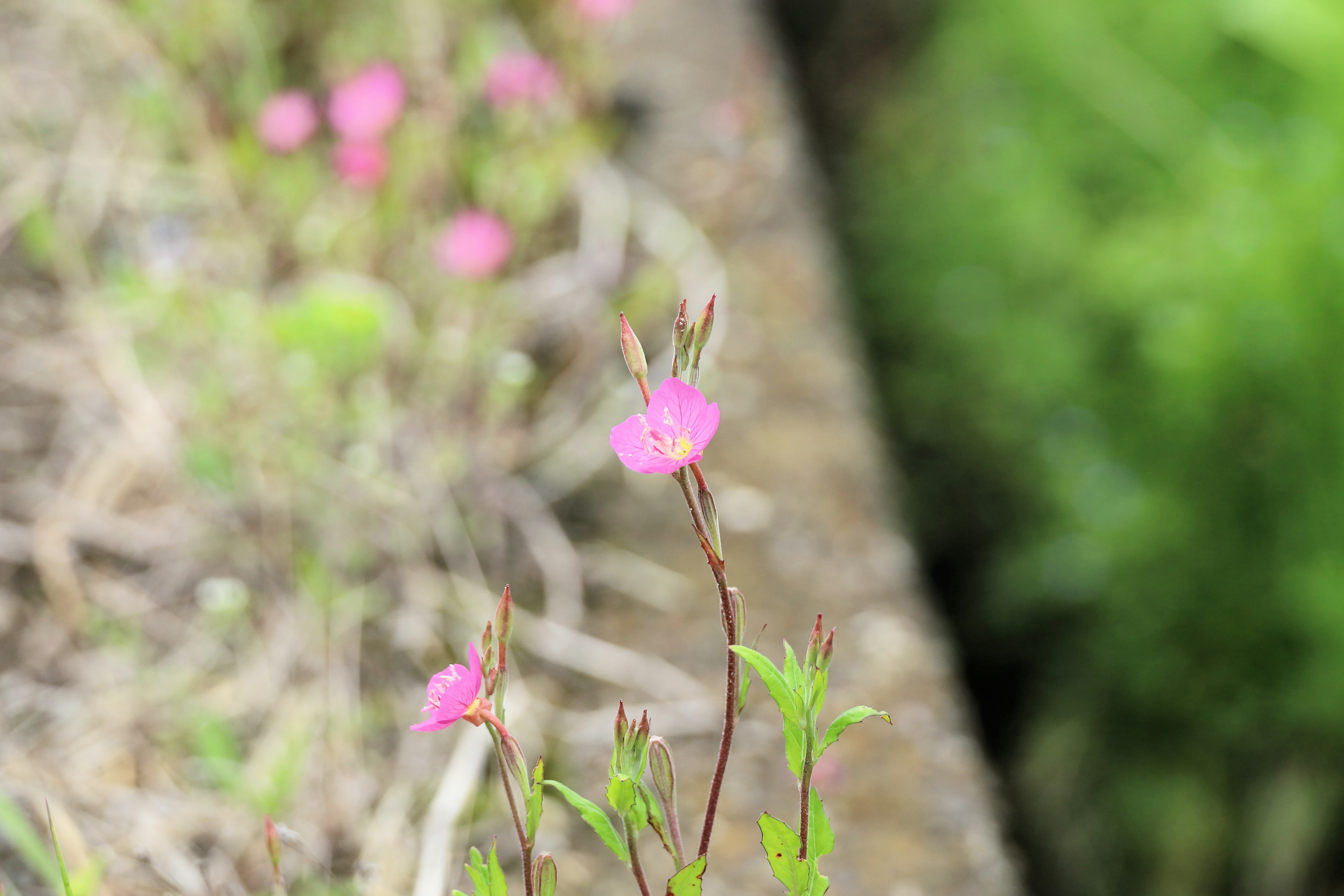 ピンク色の小さな花が緑の背景に咲いている様子