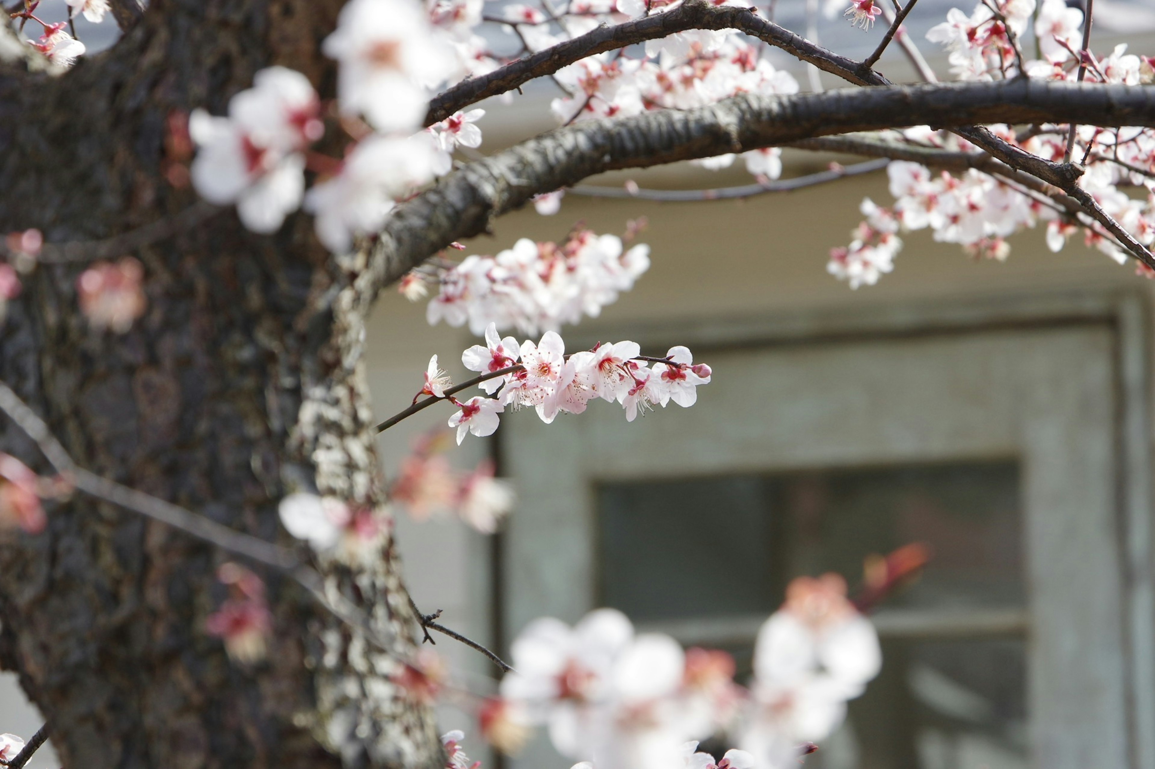 Ramo di un albero di ciliegio in fiore con fiori e una porta sullo sfondo