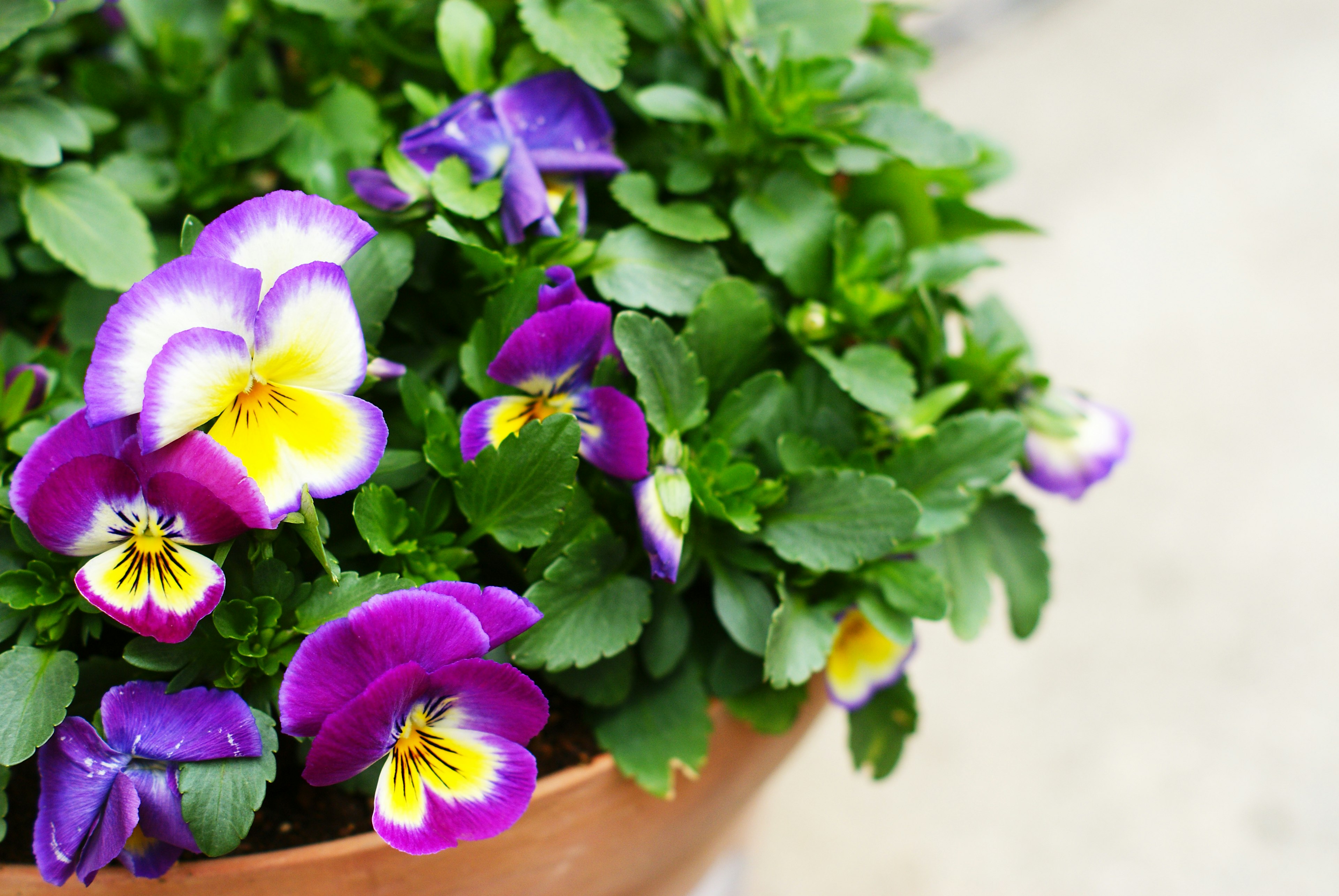 紫と黄色のビオラがいっぱいの鉢植えの花