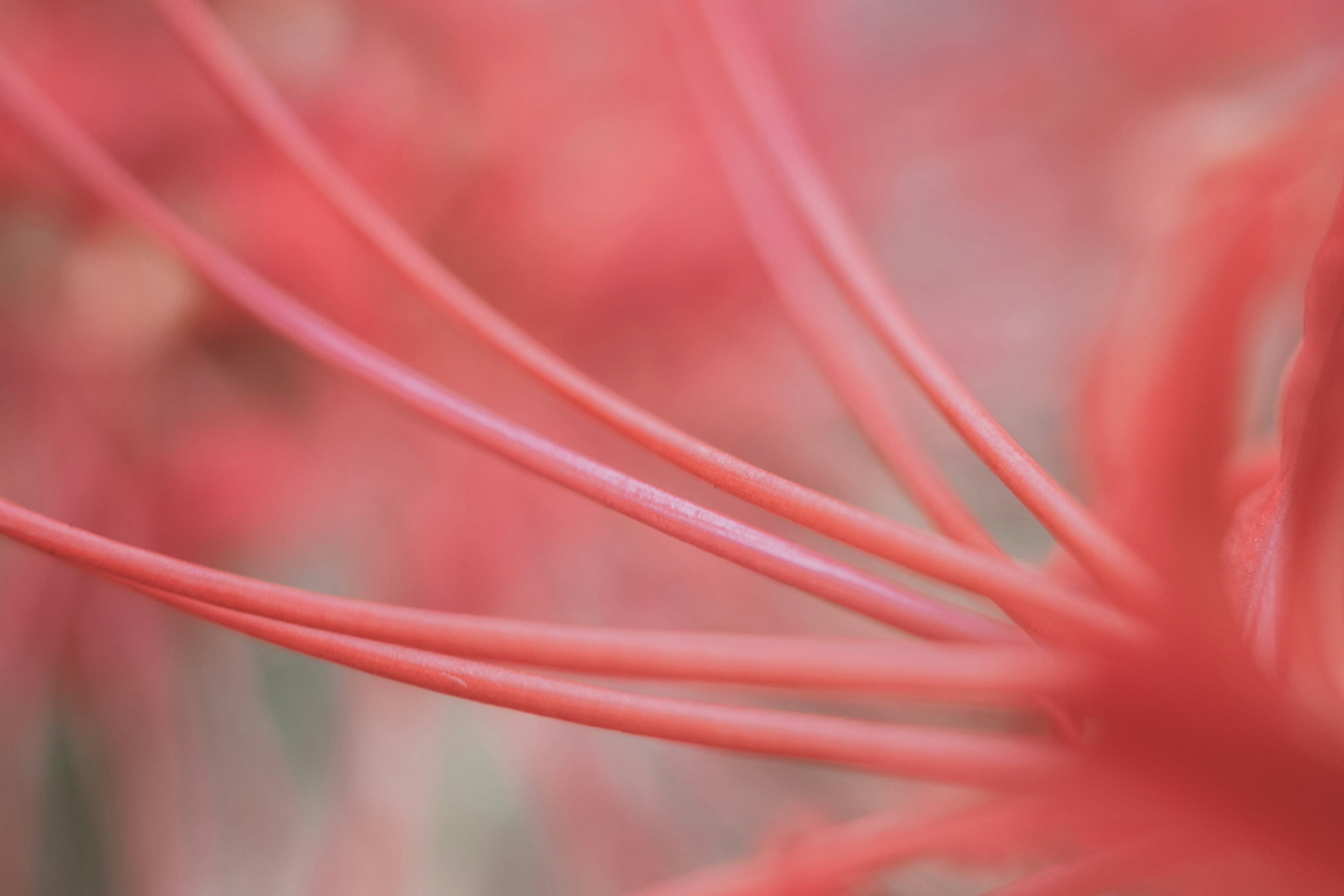 Pétales de fleurs rouges délicates en forme allongée sur un fond flou doux