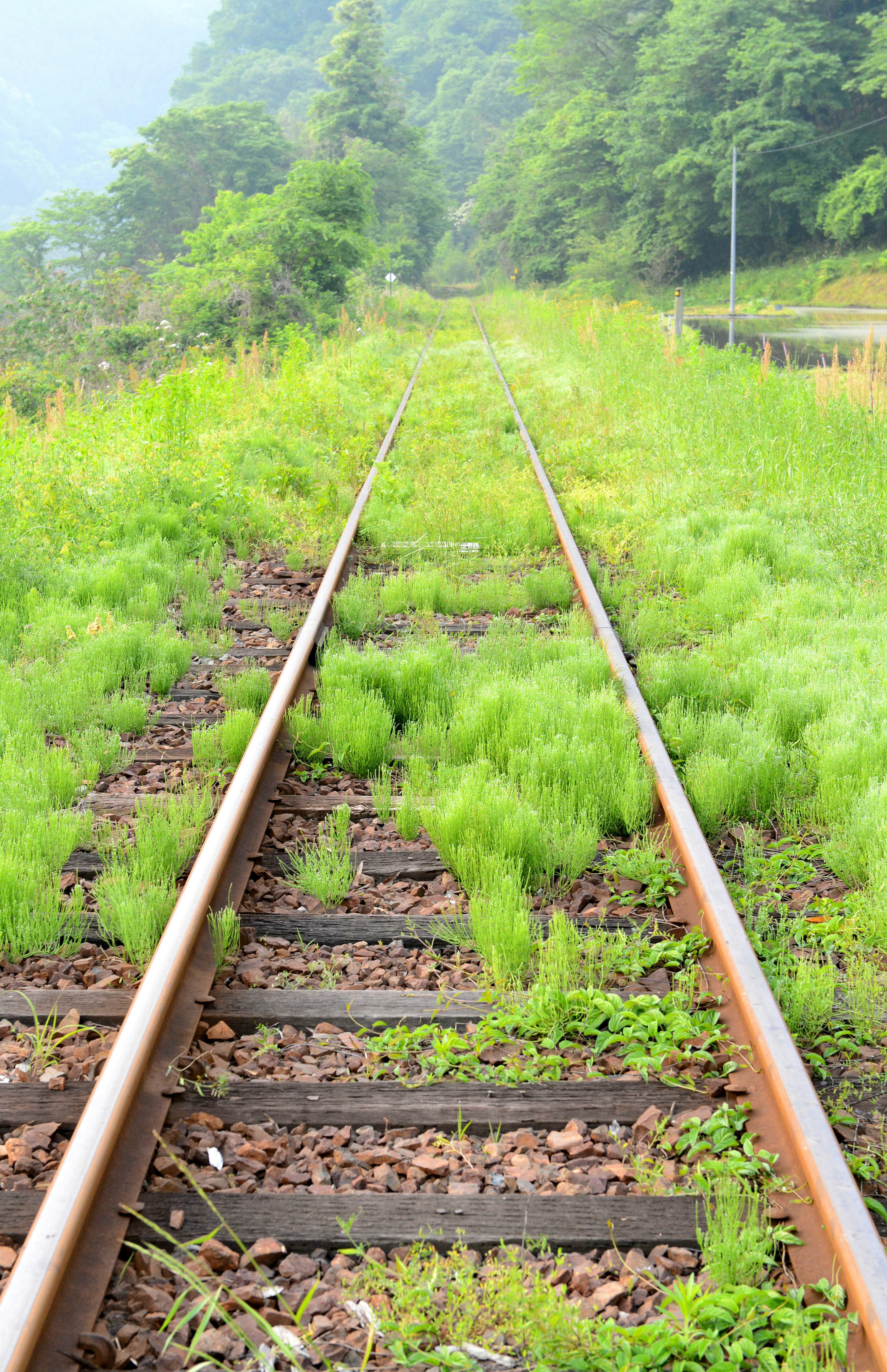 Overgrown railway tracks surrounded by lush green grass