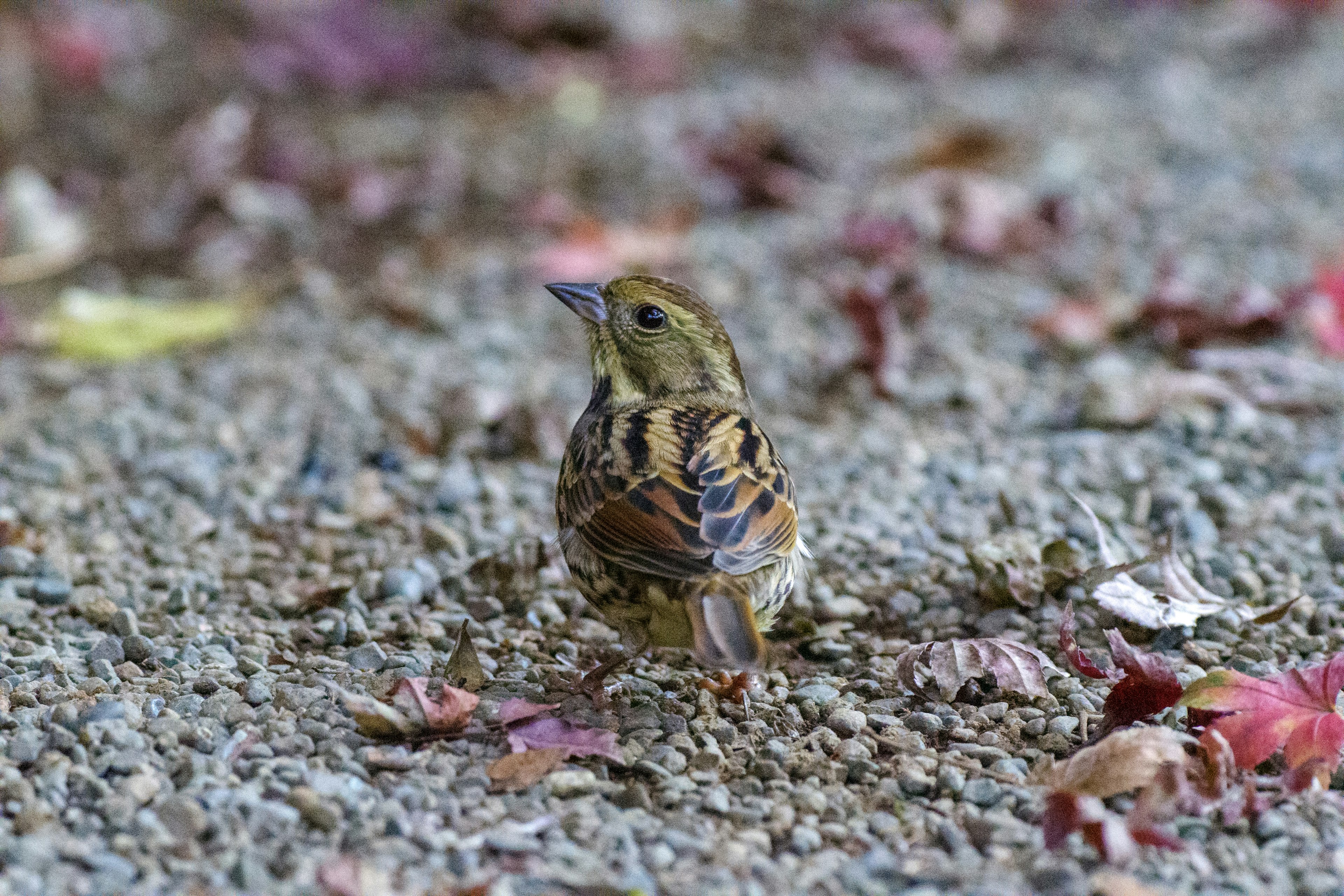 Un piccolo uccello seduto per terra con piume marroni e gialle circondato da foglie autunnali cadute