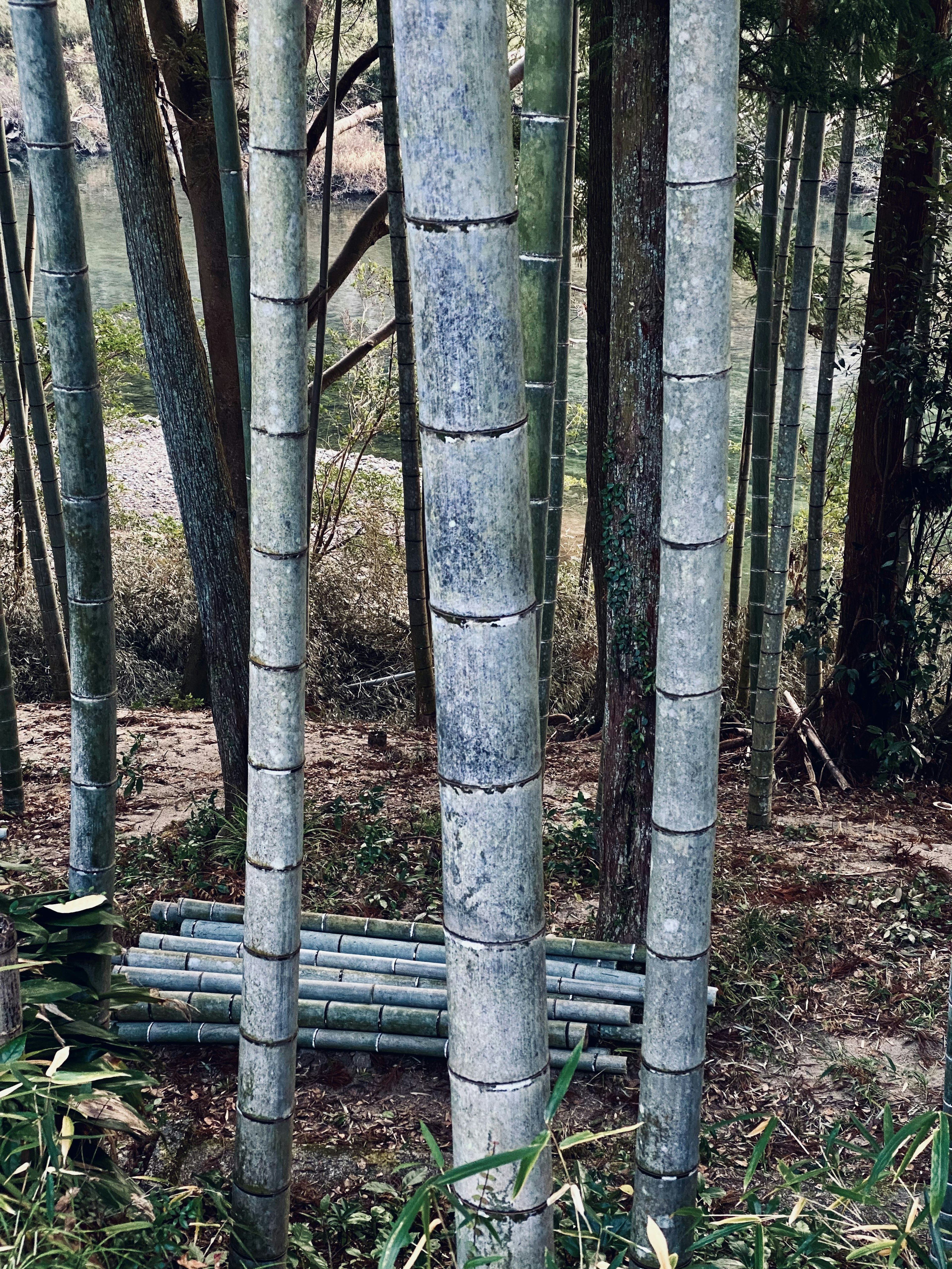 Bamboo stalks in a forest with a bundle of bamboo on the ground