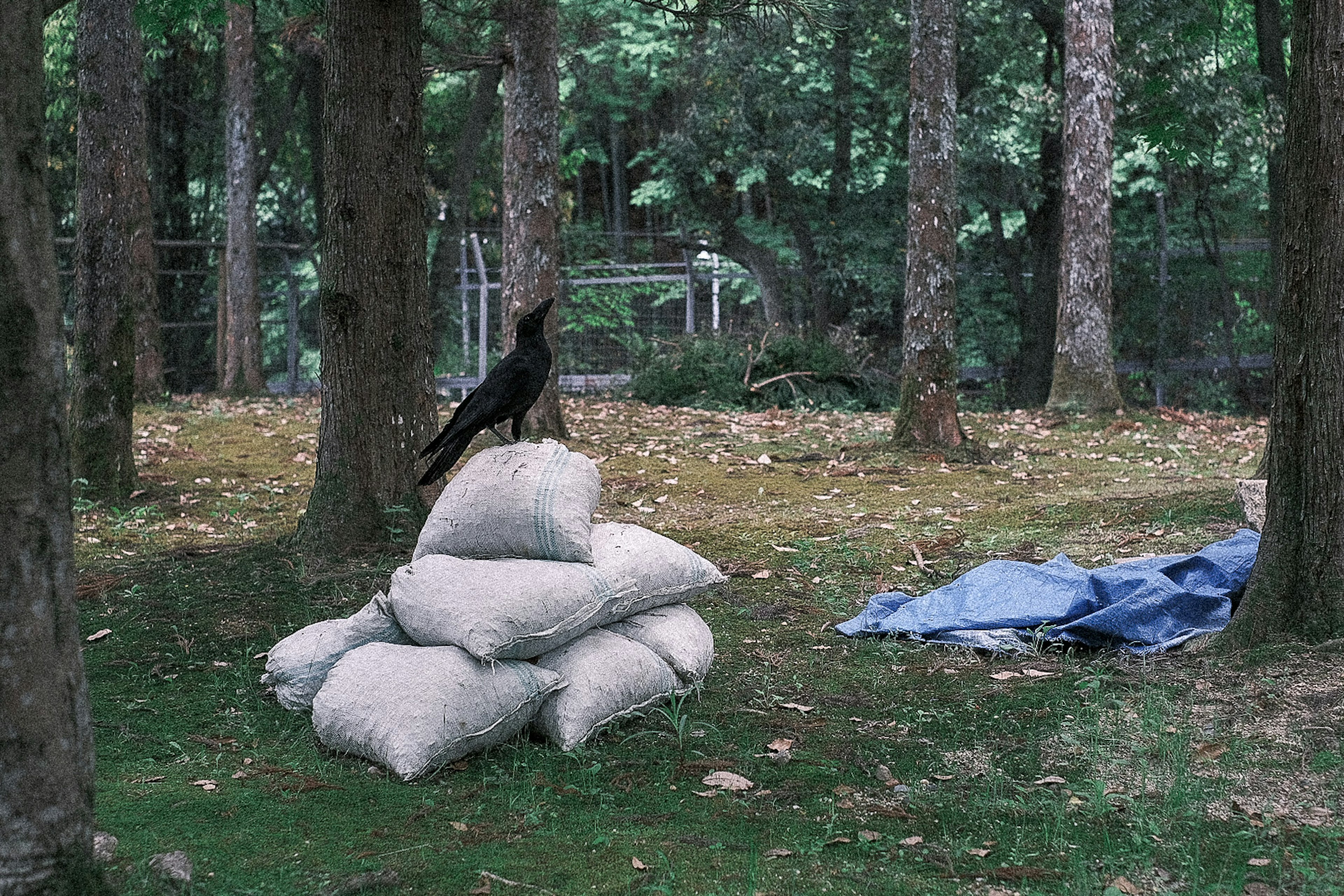 A black bird standing on a pile of bags in a forest