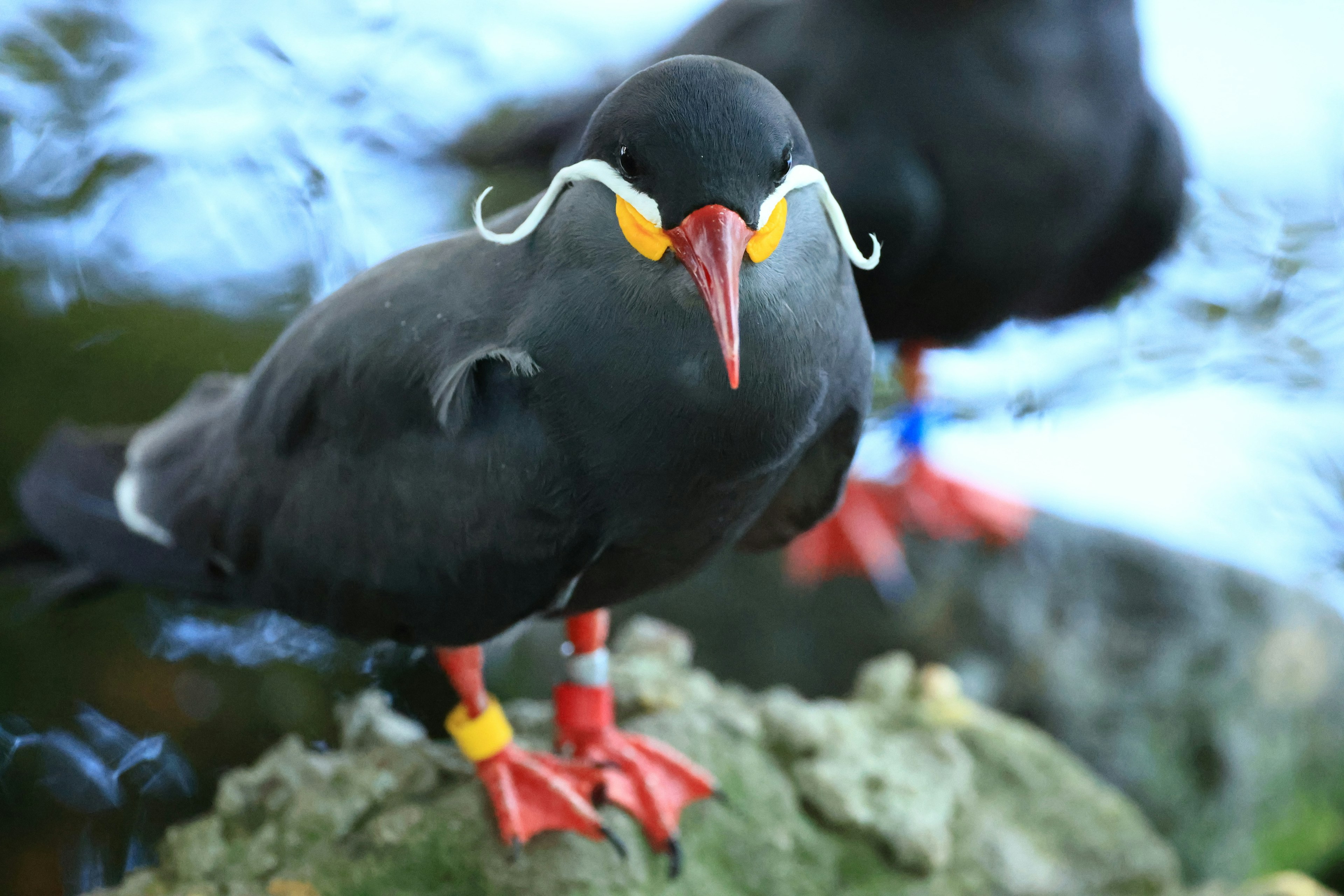 Ein schwarzer Vogel steht am Wasser mit roten Beinen und gelben Augenringen