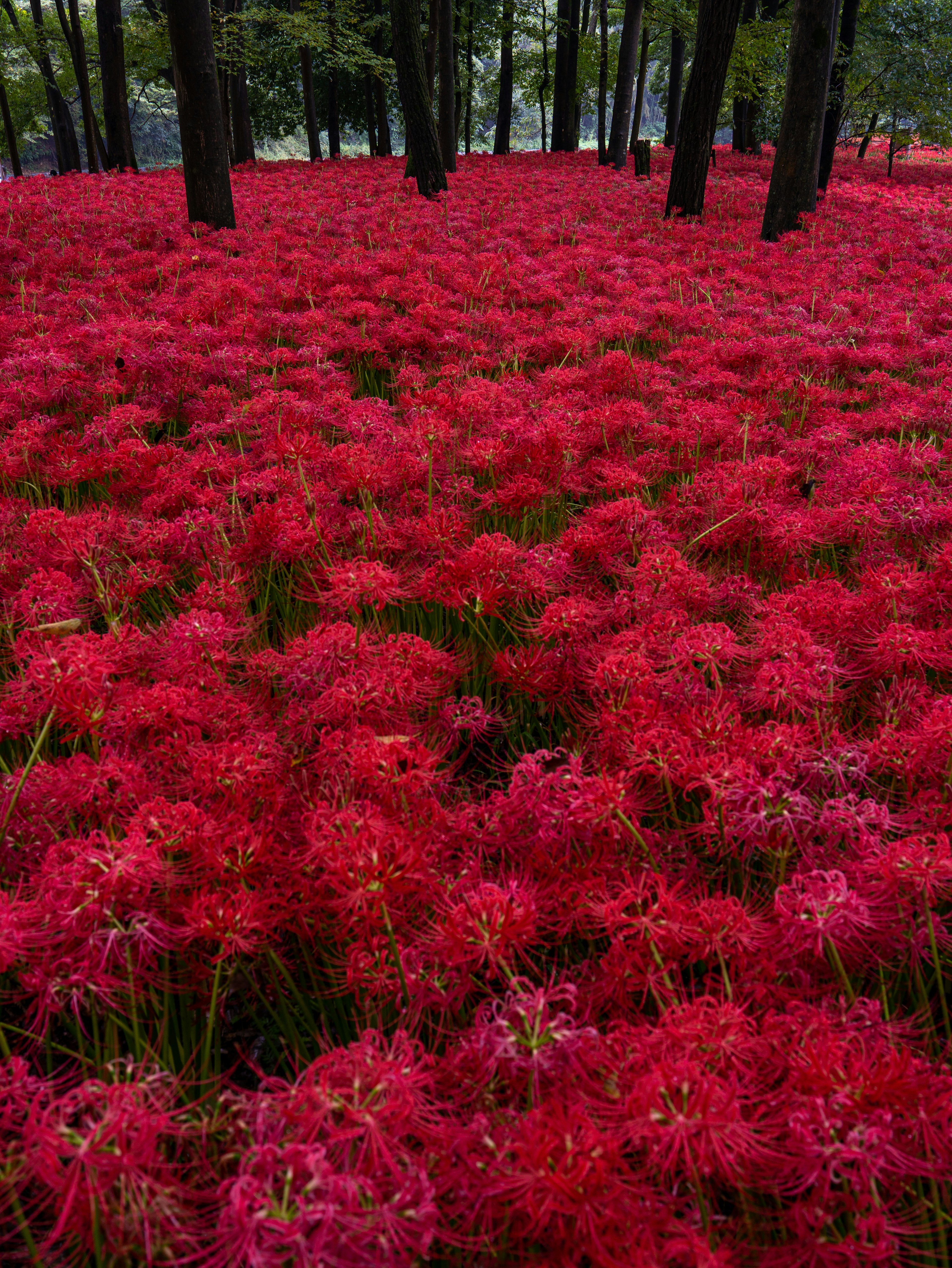 Eine Waldlandschaft voller lebhafter roter Spinnenlilien