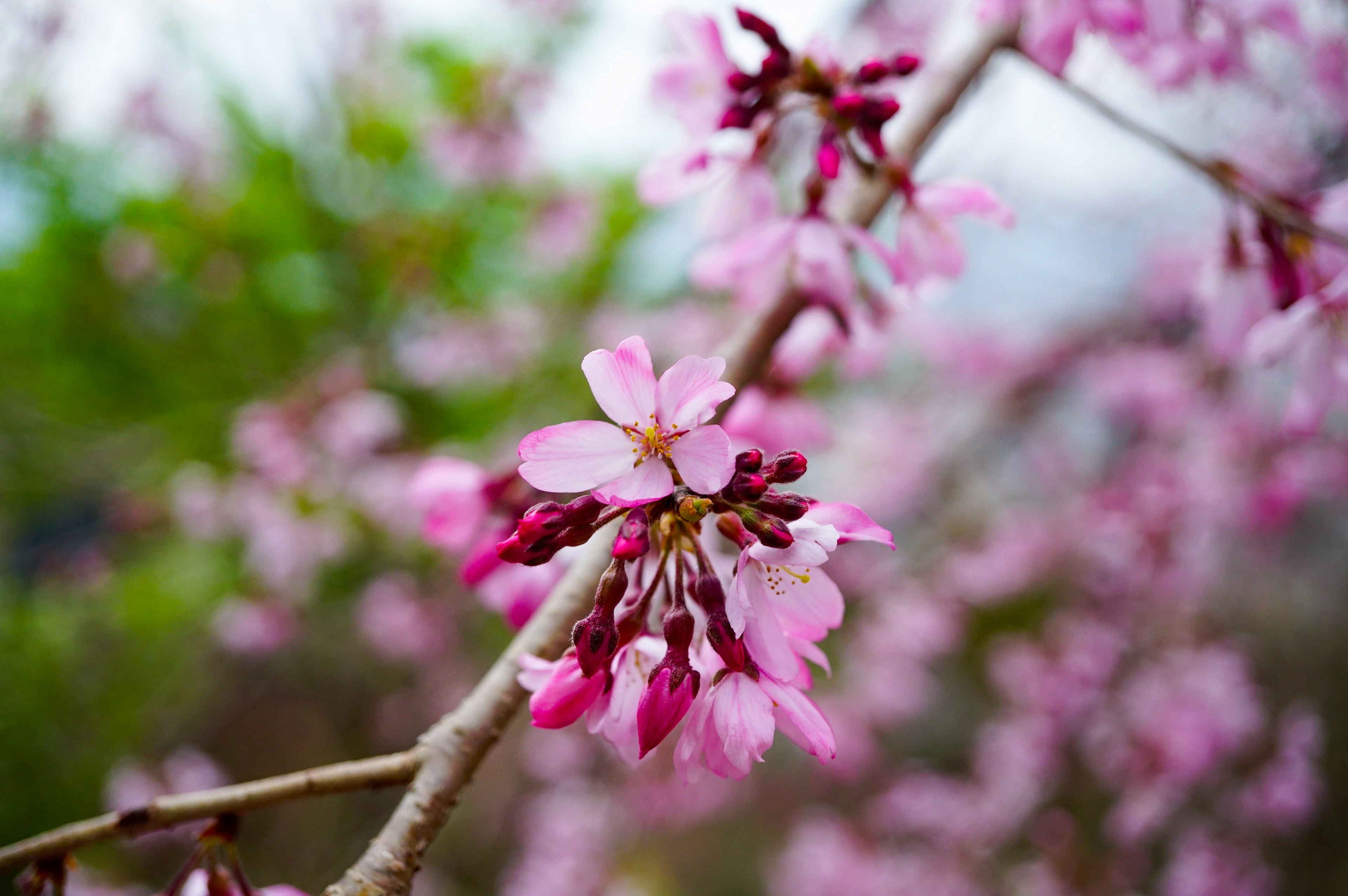 Close-up bunga sakura di cabang