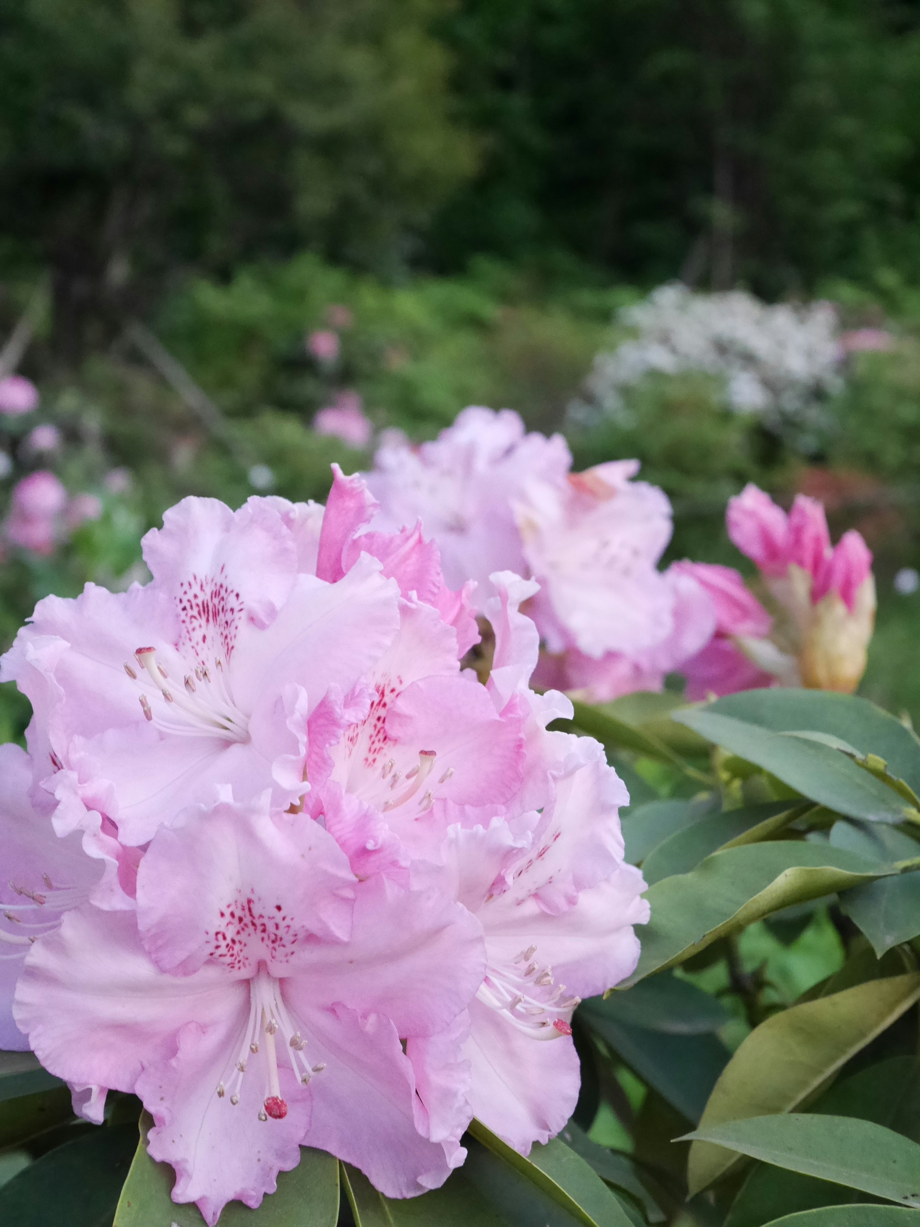 Close-up bunga rhododendron merah muda di taman