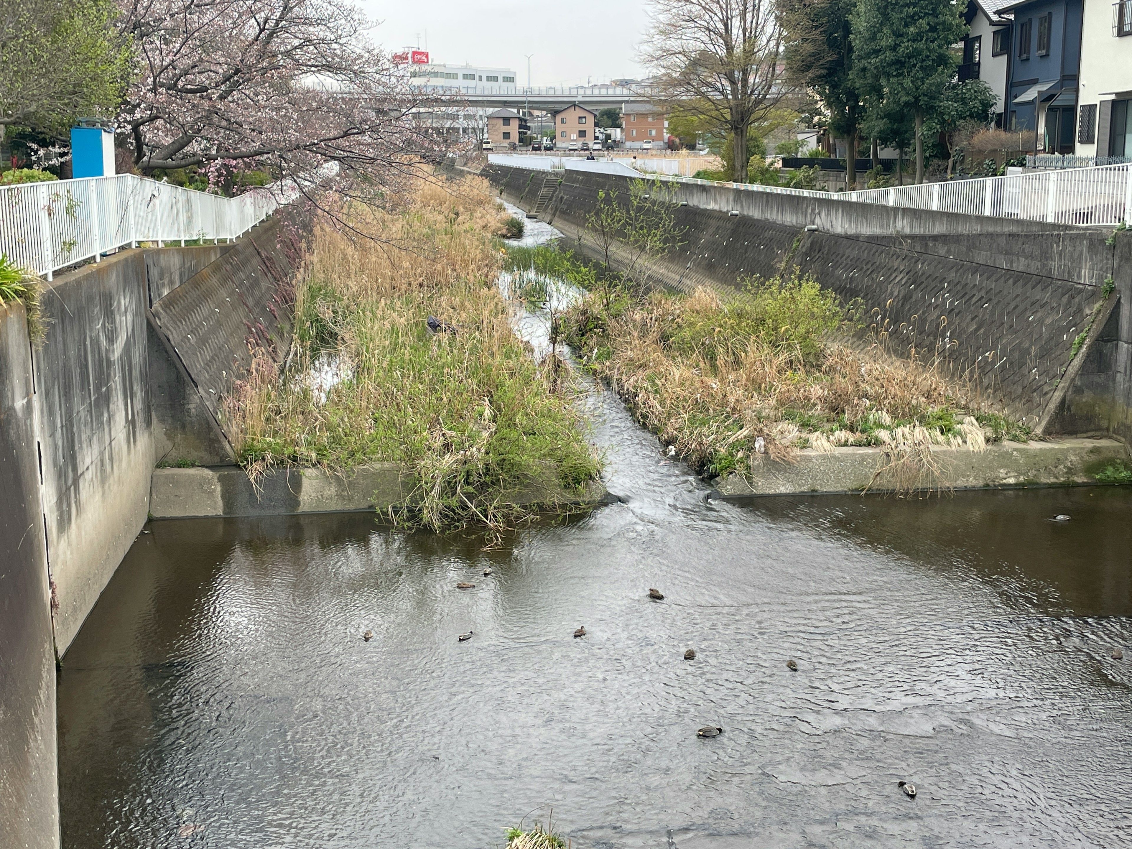 A view of a river with greenery along its banks