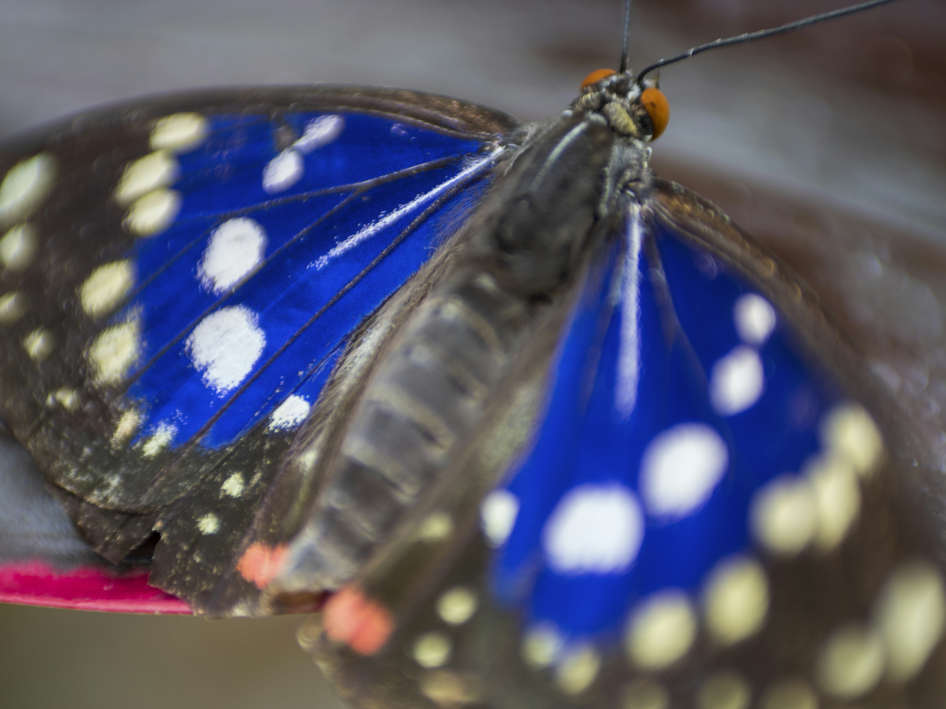 Nahaufnahme eines Schmetterlings mit blauen Flügeln und weißen Flecken