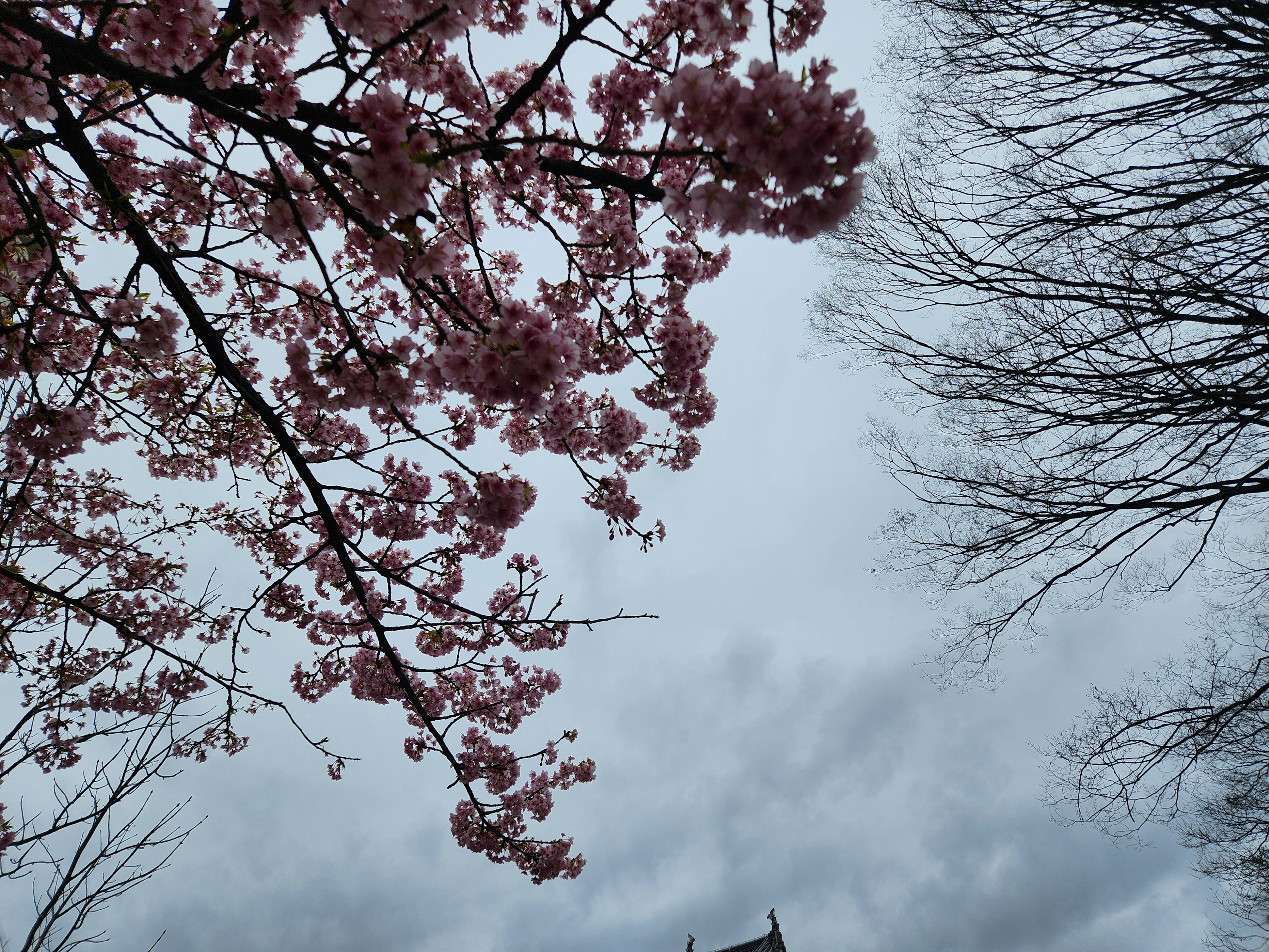 Branches de cerisier avec des fleurs roses sur un ciel nuageux