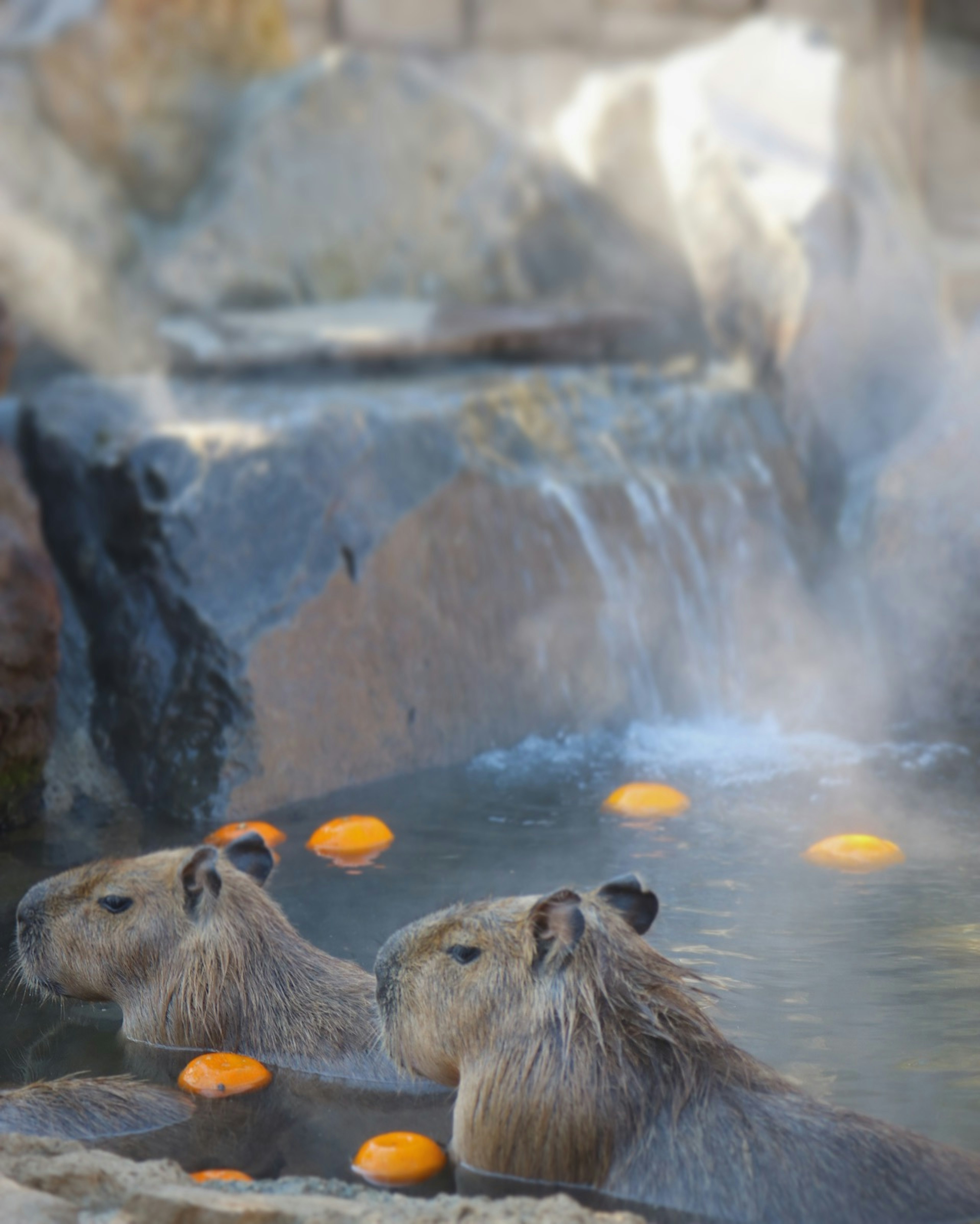 Capybaras se détendant dans une source chaude avec des oranges