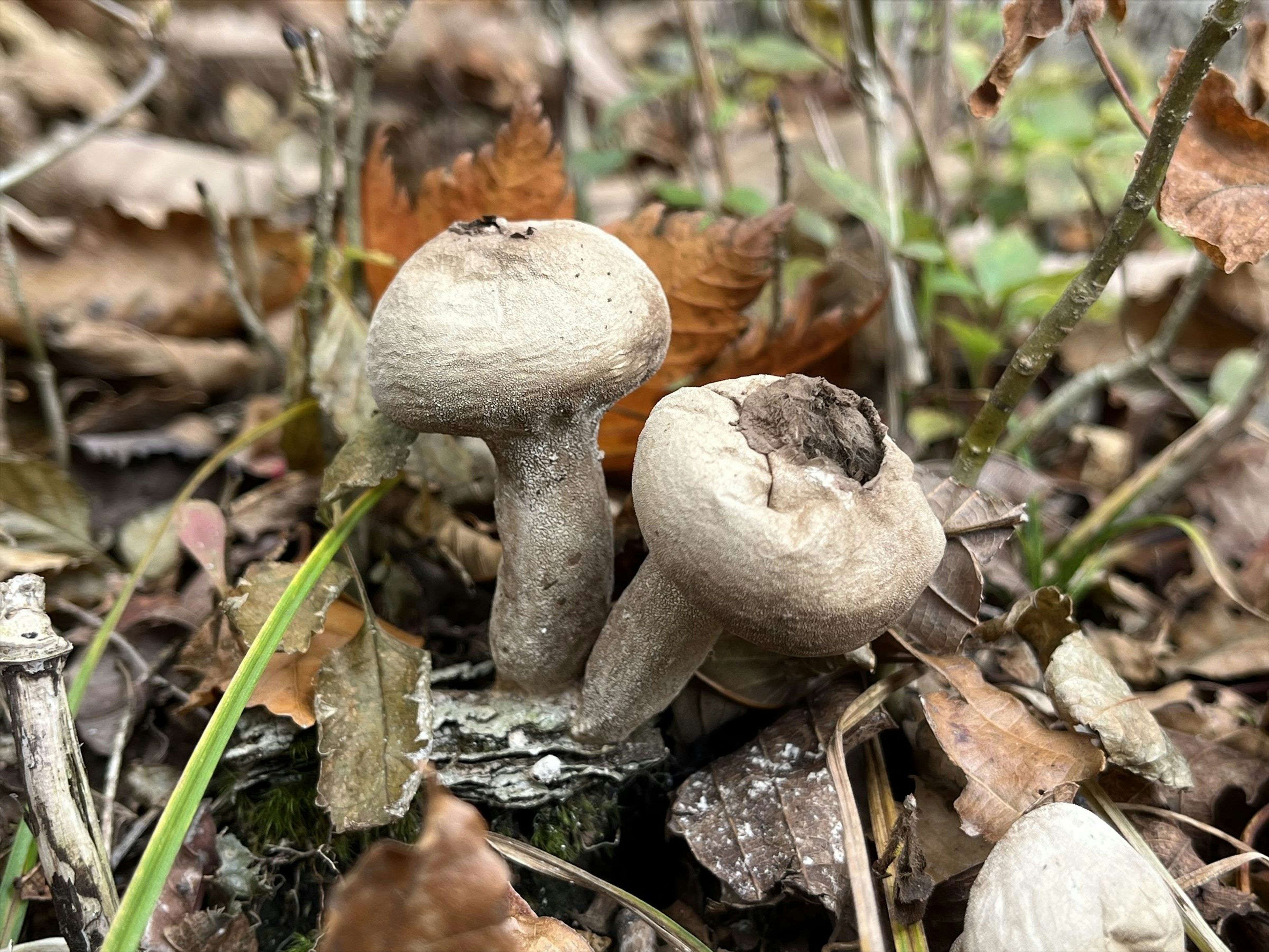 Two mushrooms growing on the ground surrounded by dry leaves