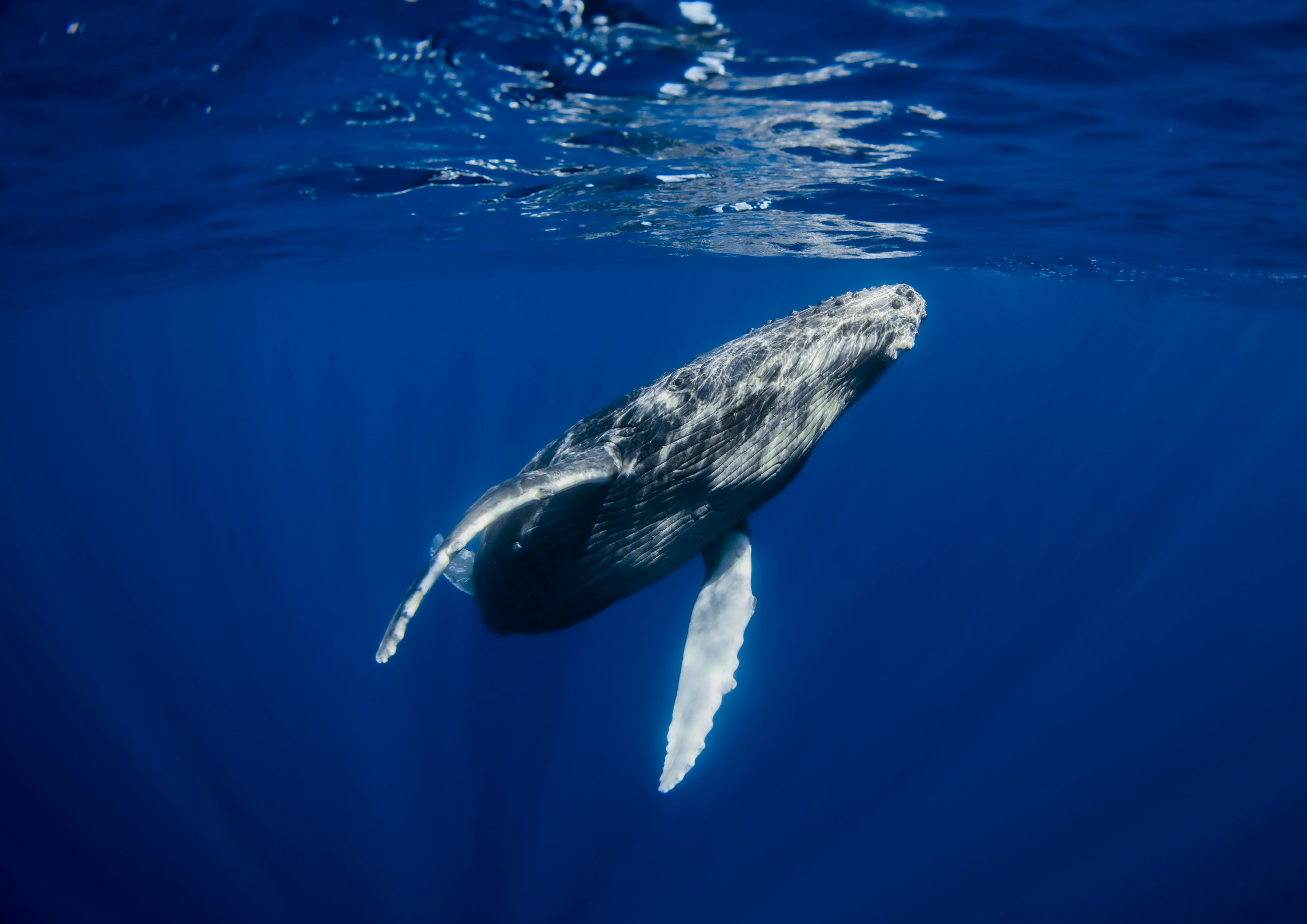 青い海の中を泳ぐハンプバッククジラの美しい姿