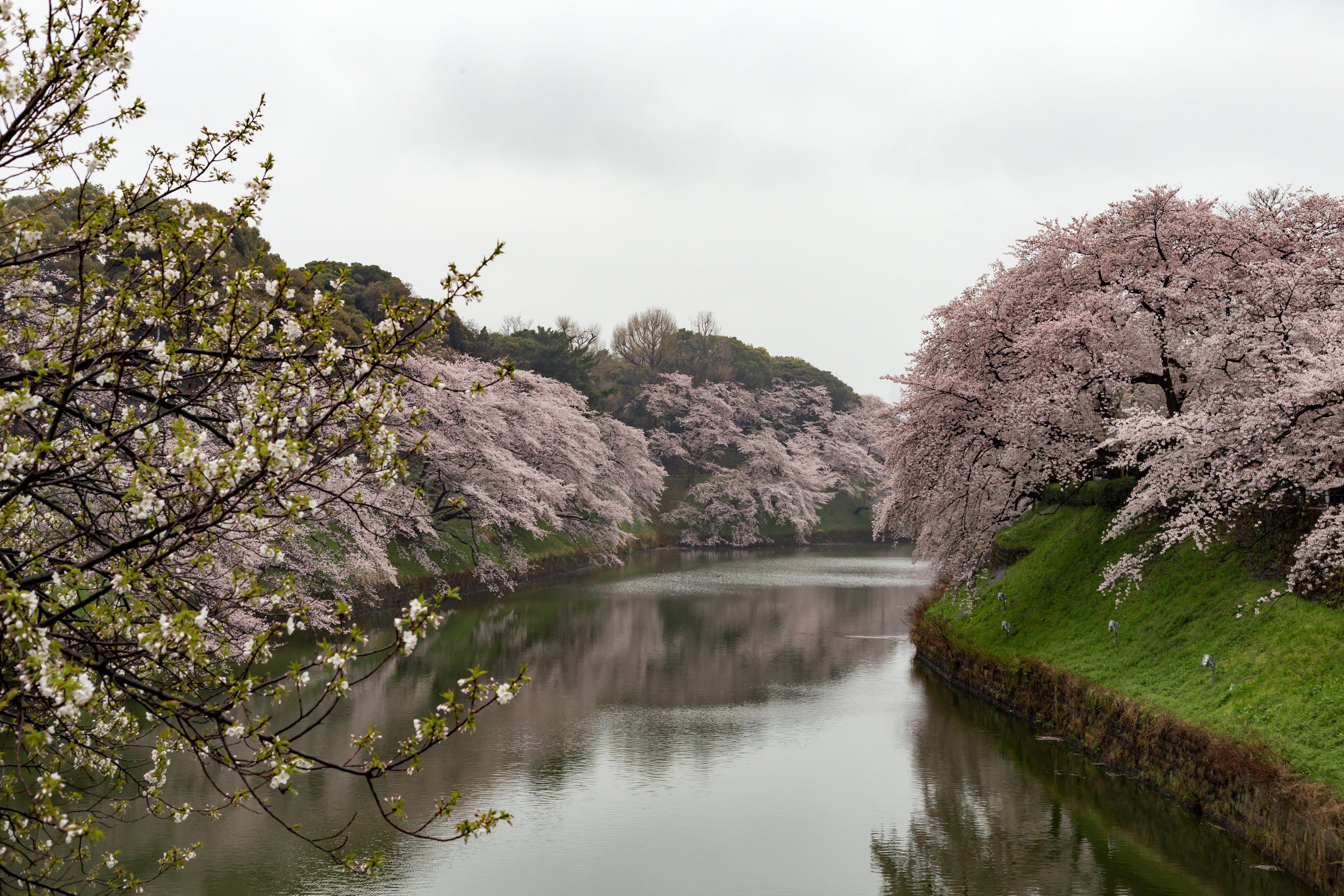 Paysage de rivière avec des cerisiers en fleurs