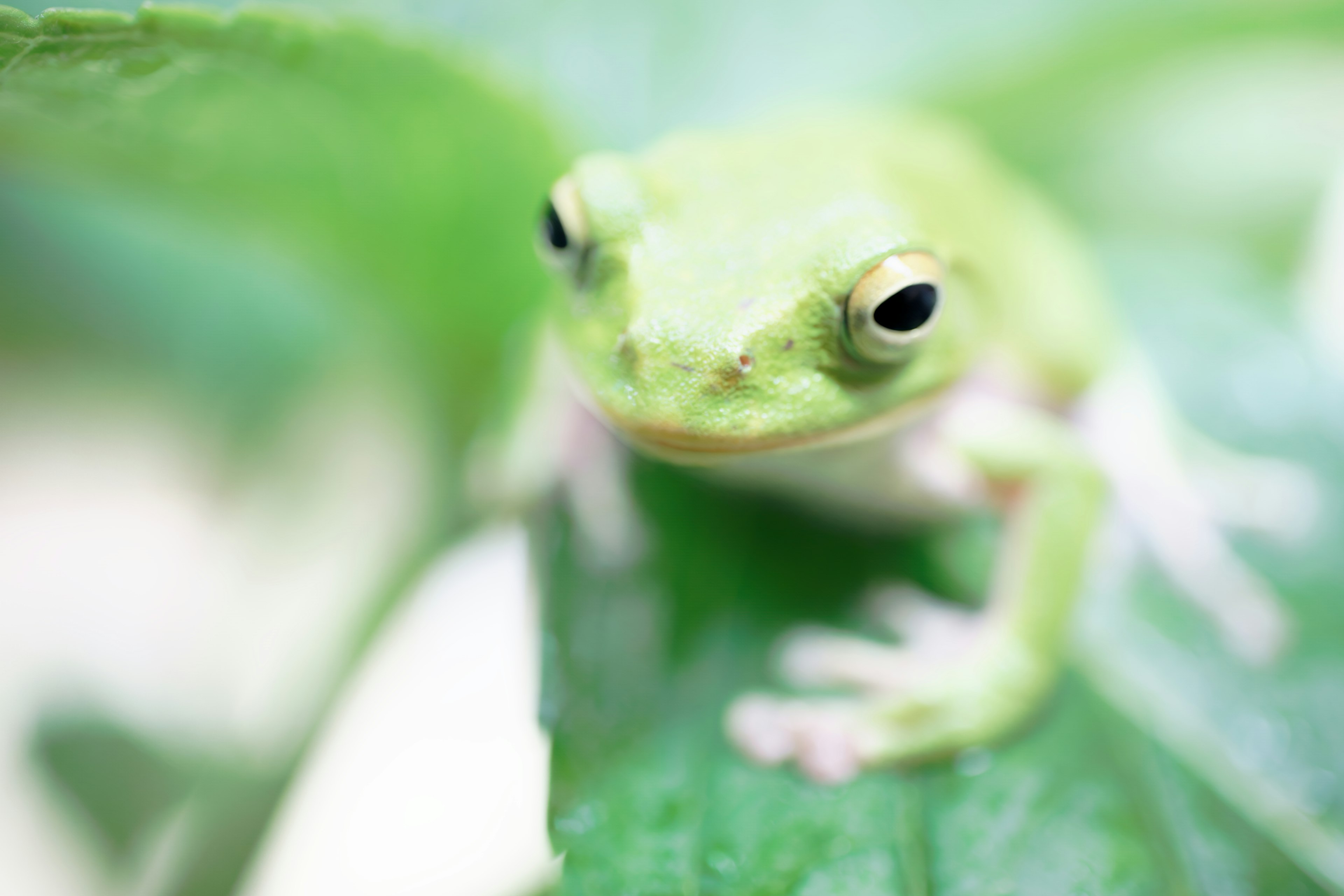 Nahaufnahme eines grünen Frosches auf einem Blatt