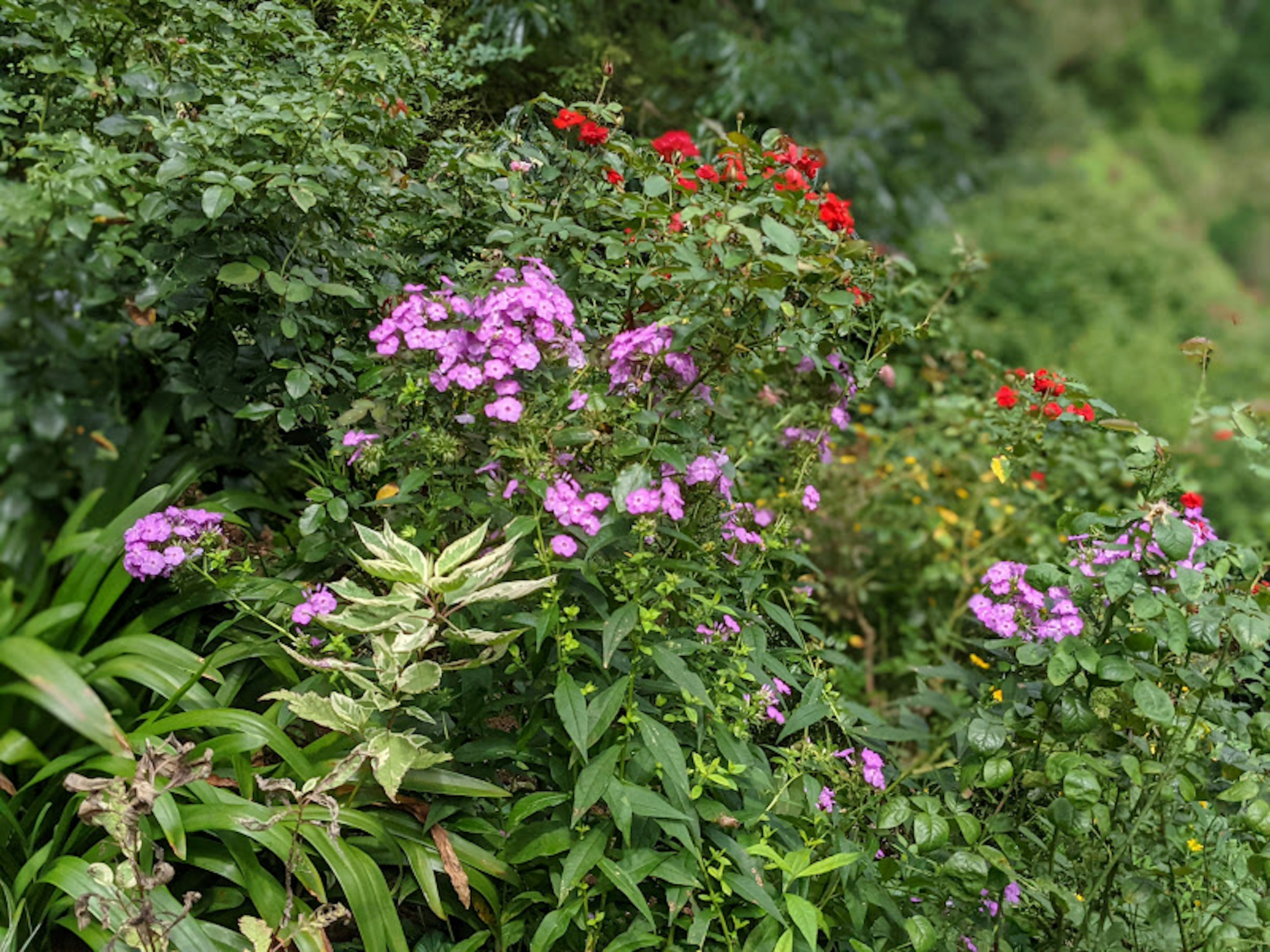 Lush garden scene with vibrant pink and red flowers