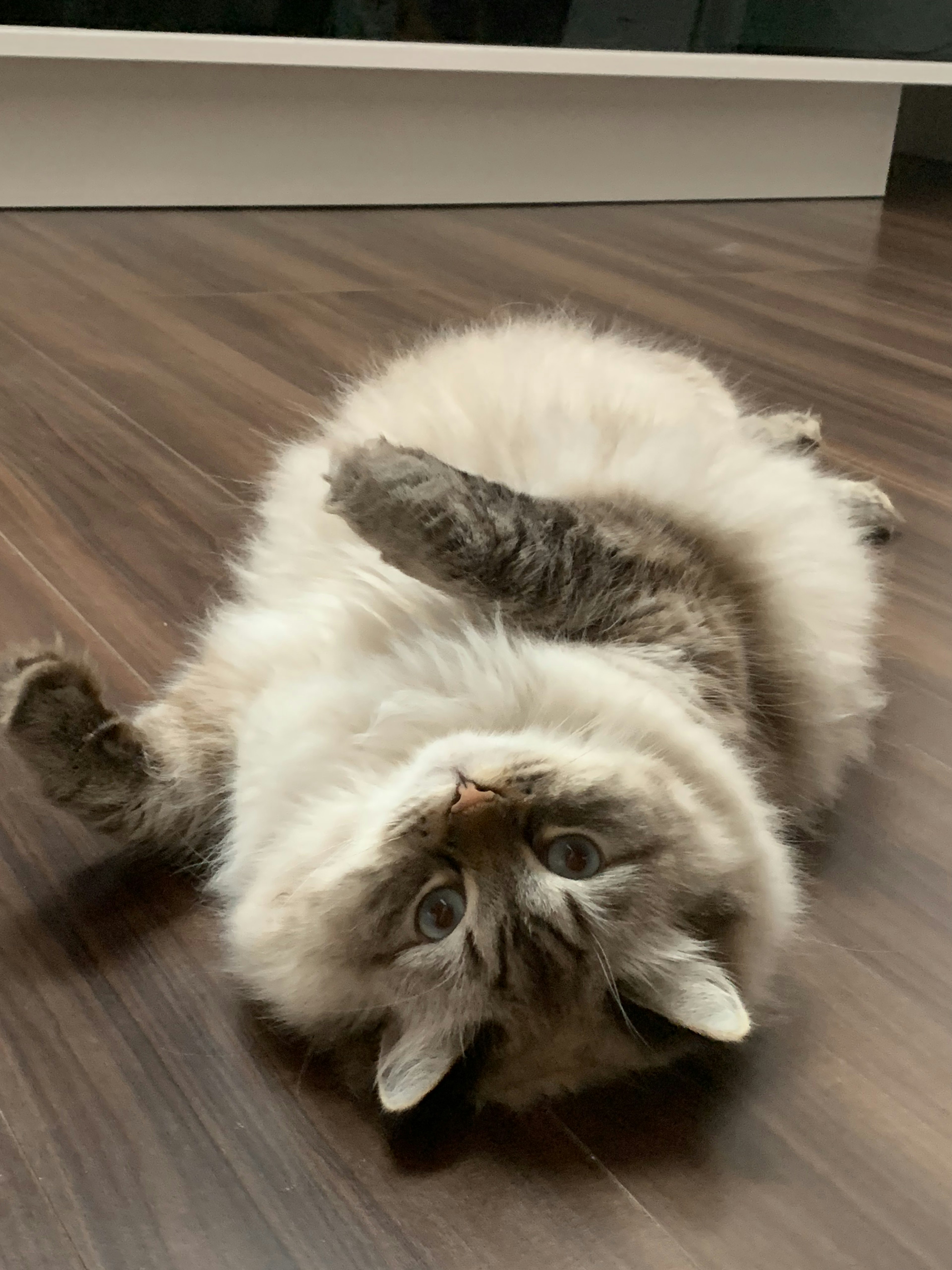 Fluffy cat lying on its back on a wooden floor