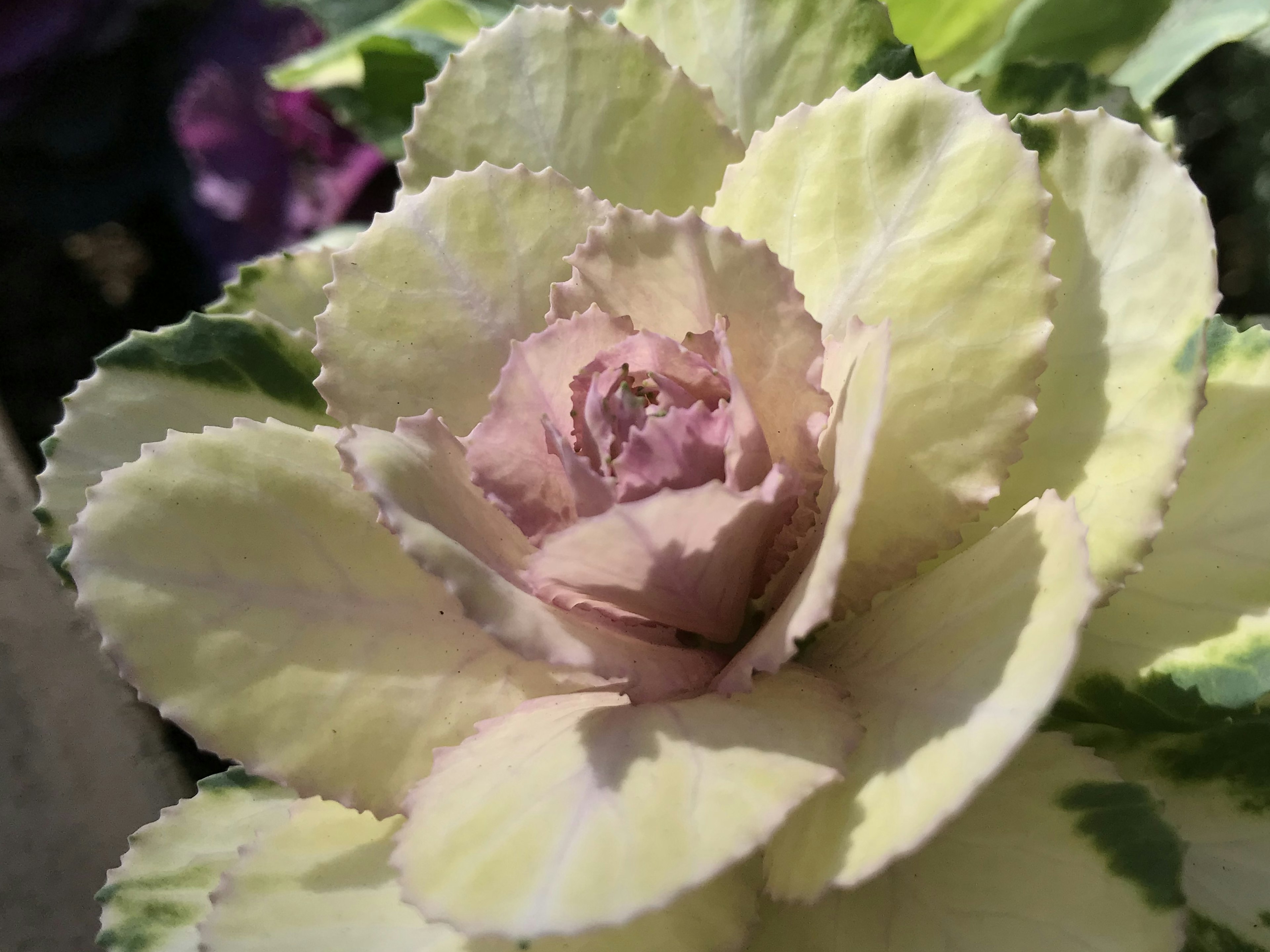 Planta colorida con hojas pálidas y un pétalo central morado