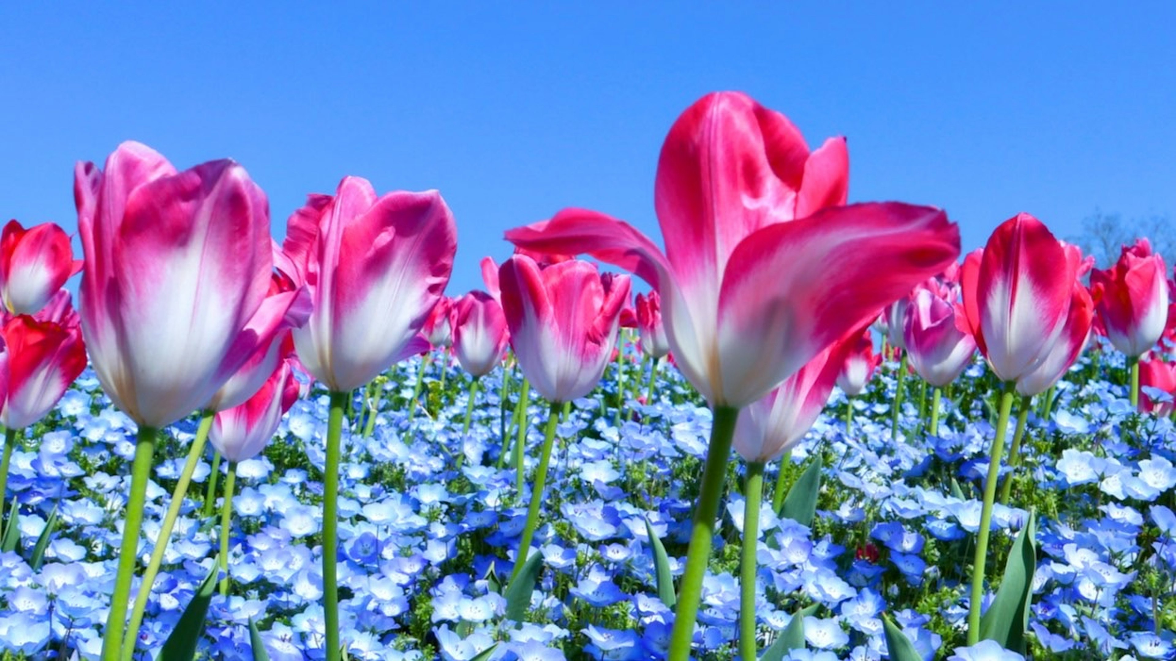 Ladang tulip merah muda dan bunga biru di bawah langit biru cerah