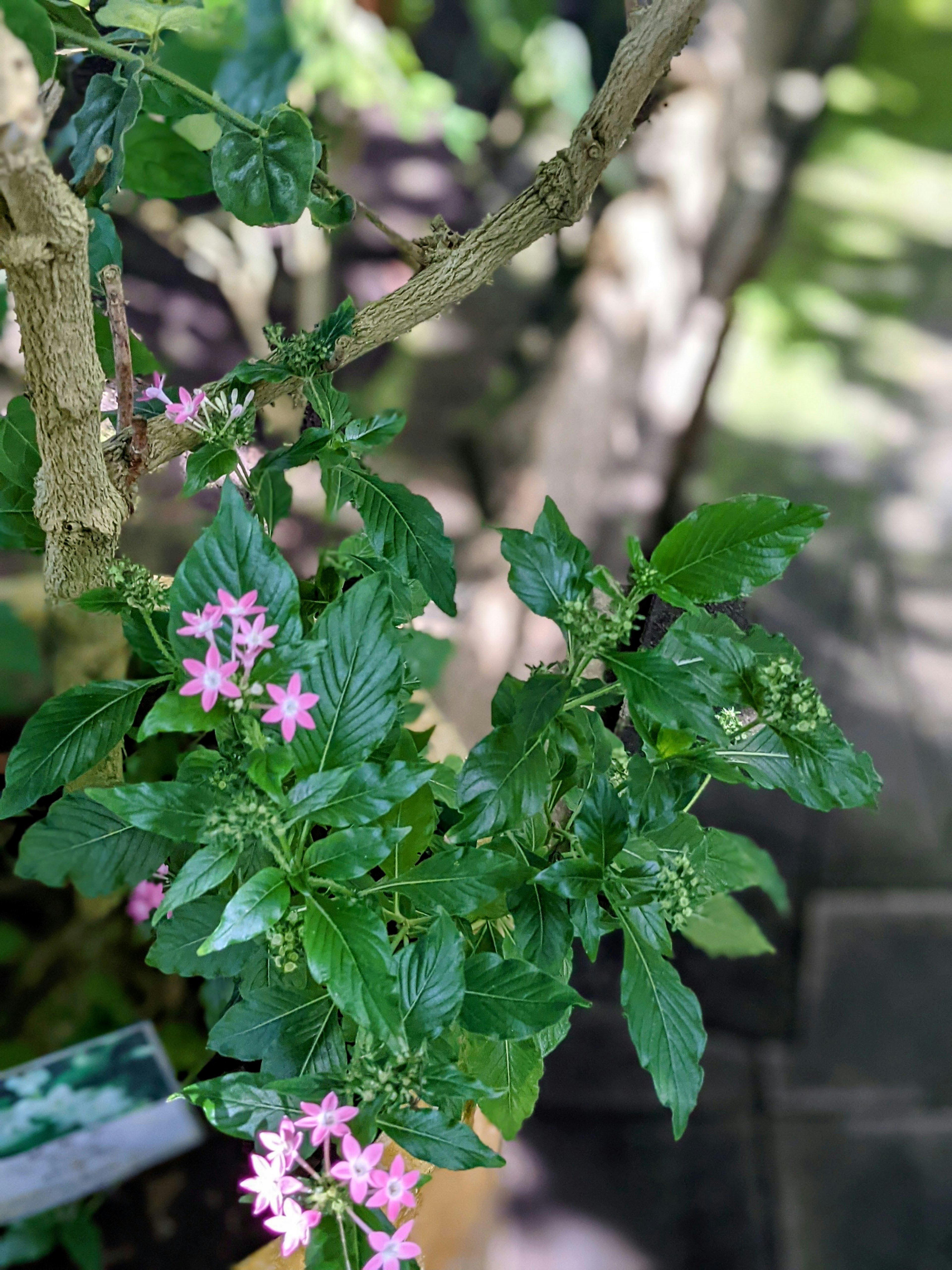 Nahaufnahme einer Pflanze mit grünen Blättern und rosa Blumen