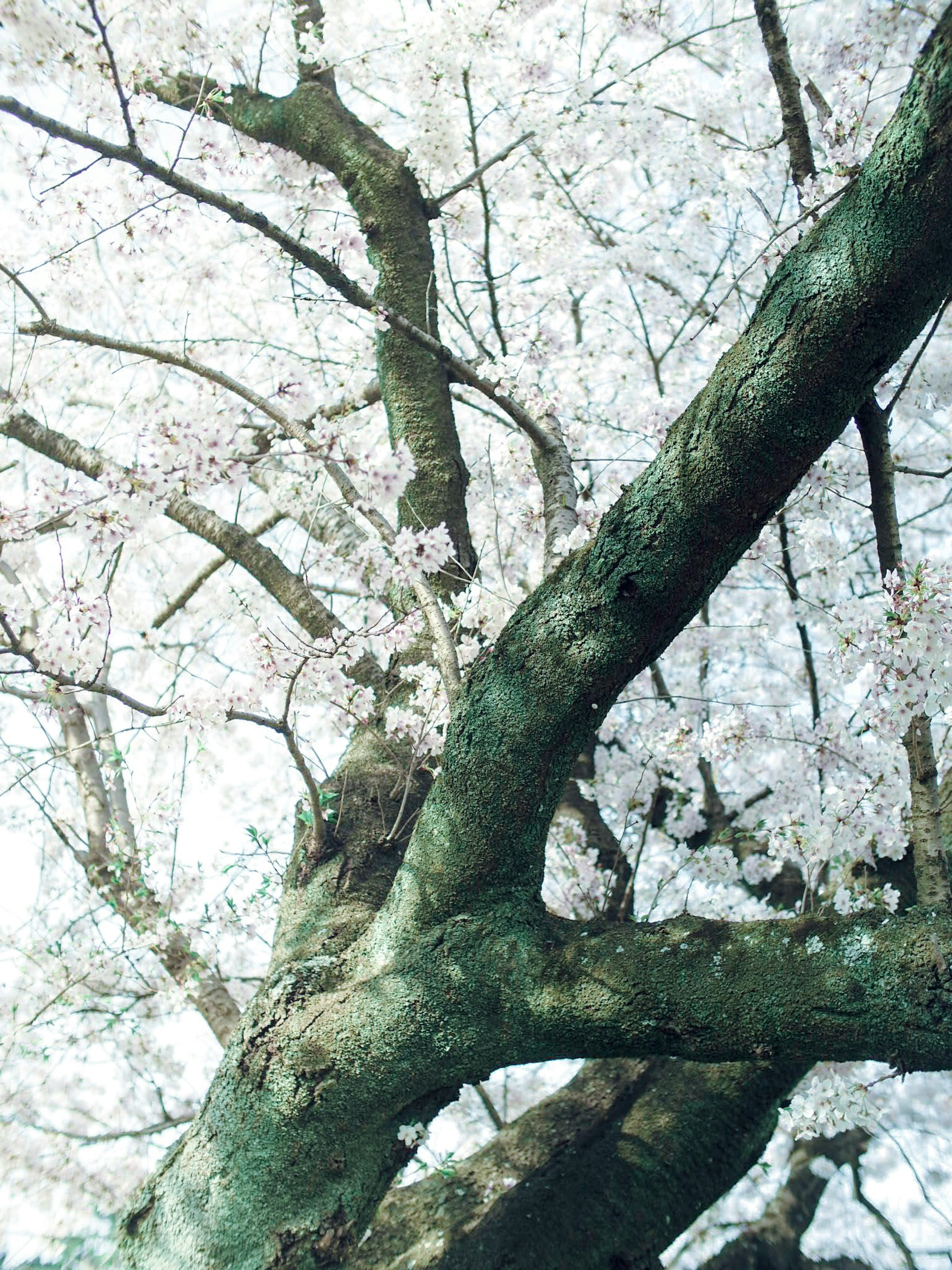 桜の木の枝が白い花で覆われている美しい風景