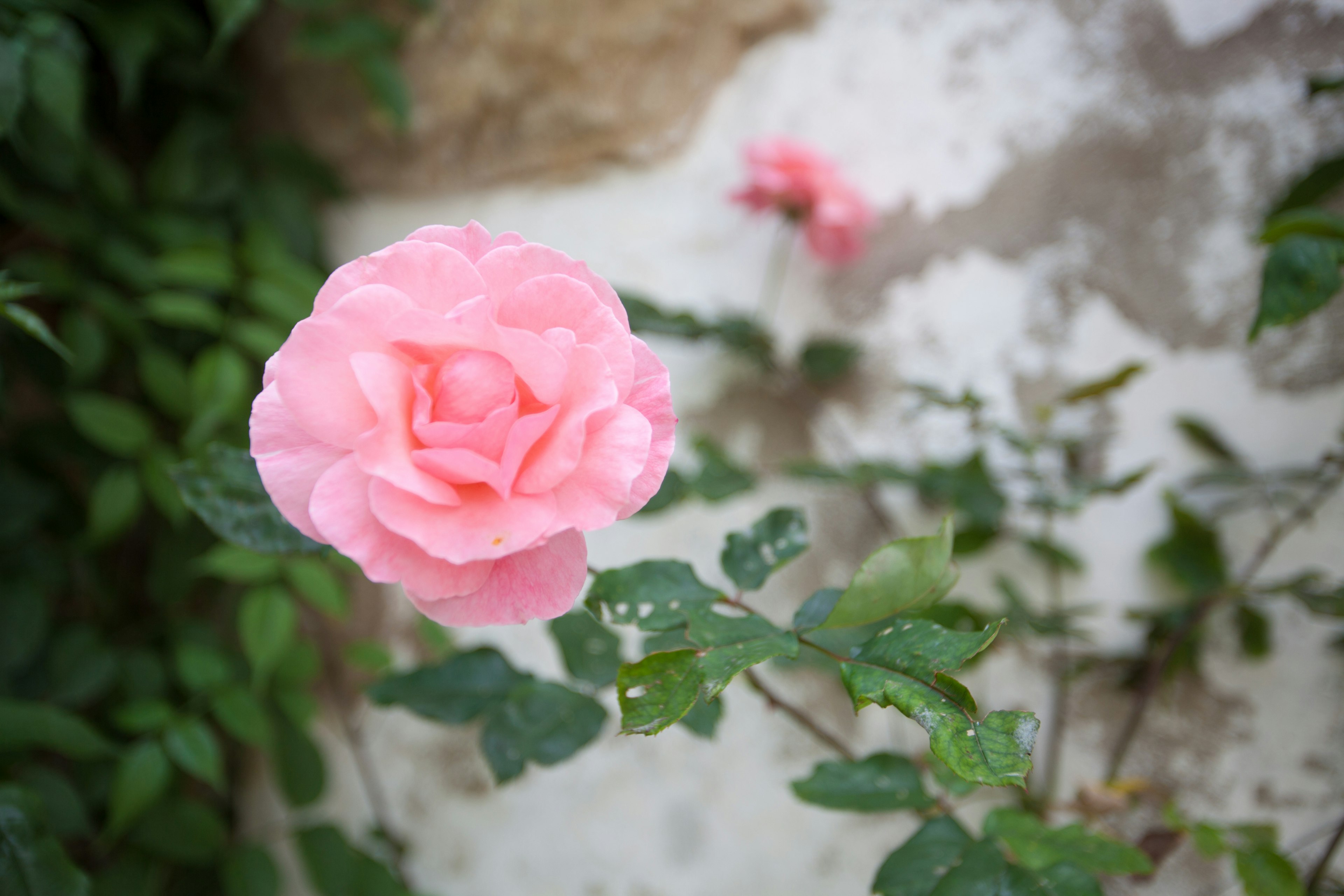 A light pink rose surrounded by green leaves