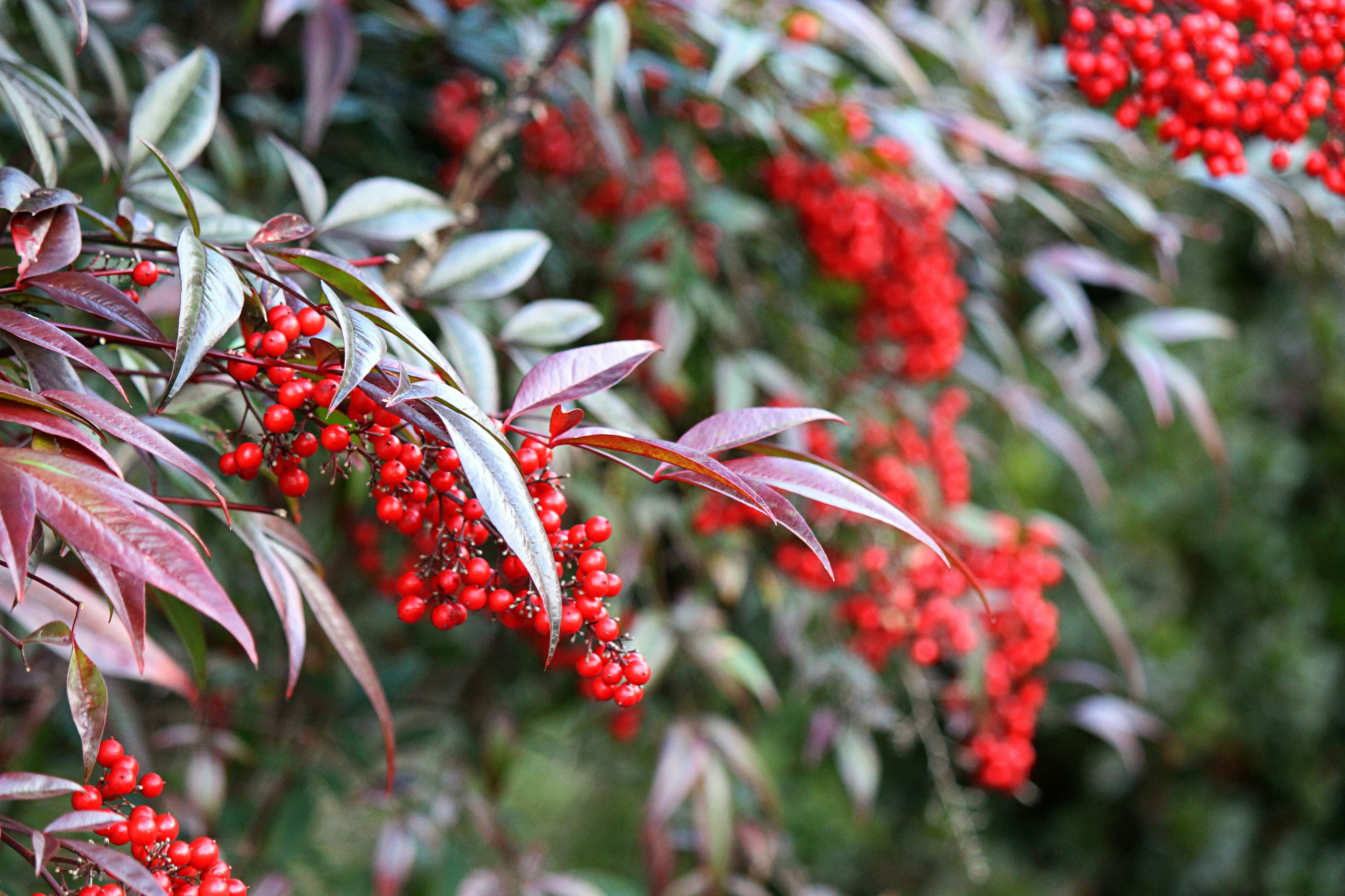 Close-up of a plant with red berries and purple leaves