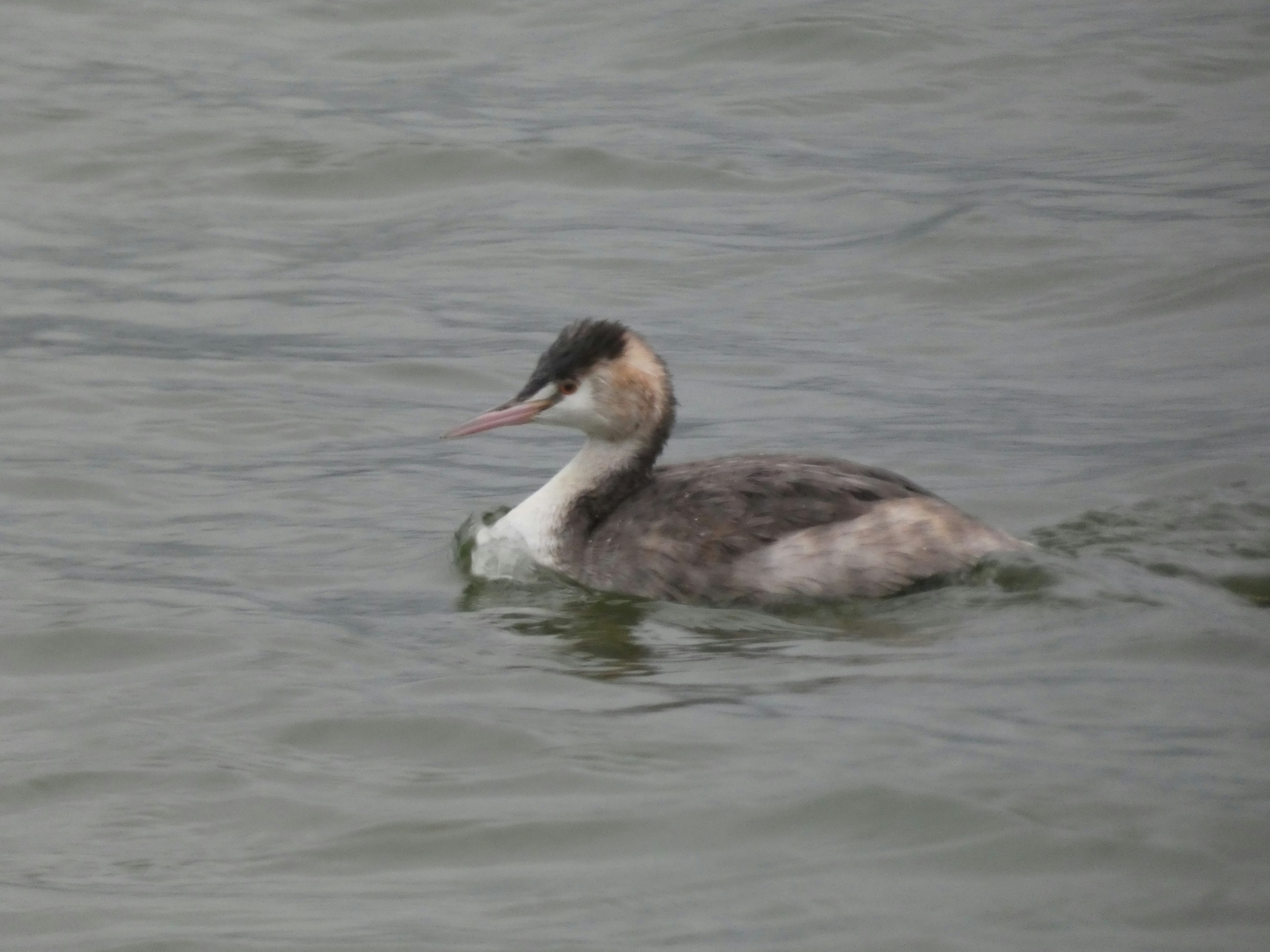 Un grèbe nageant sur l'eau avec des plumes grises et une tache noire sur la tête